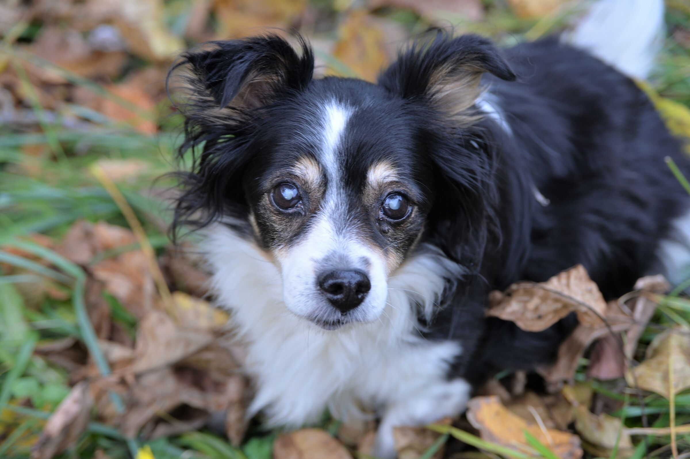 Milla a passeggio nel prato
