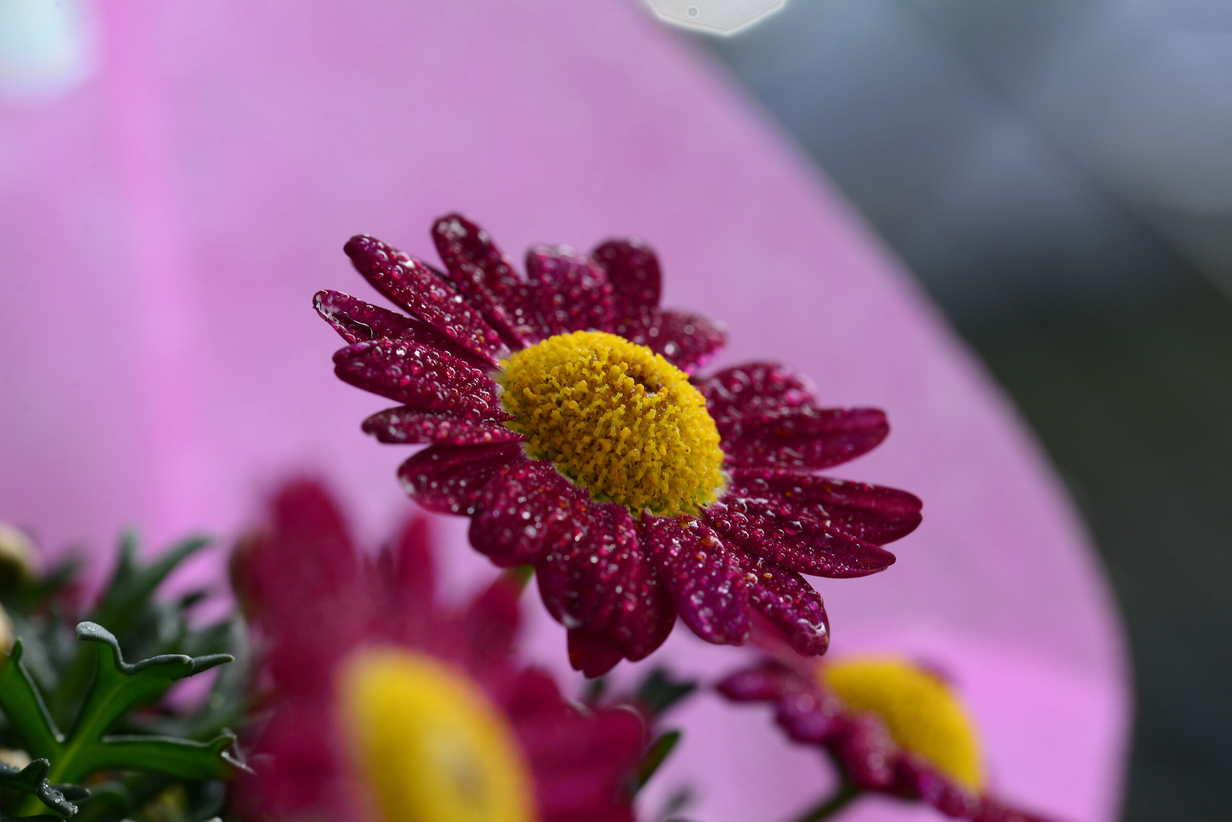 Flower