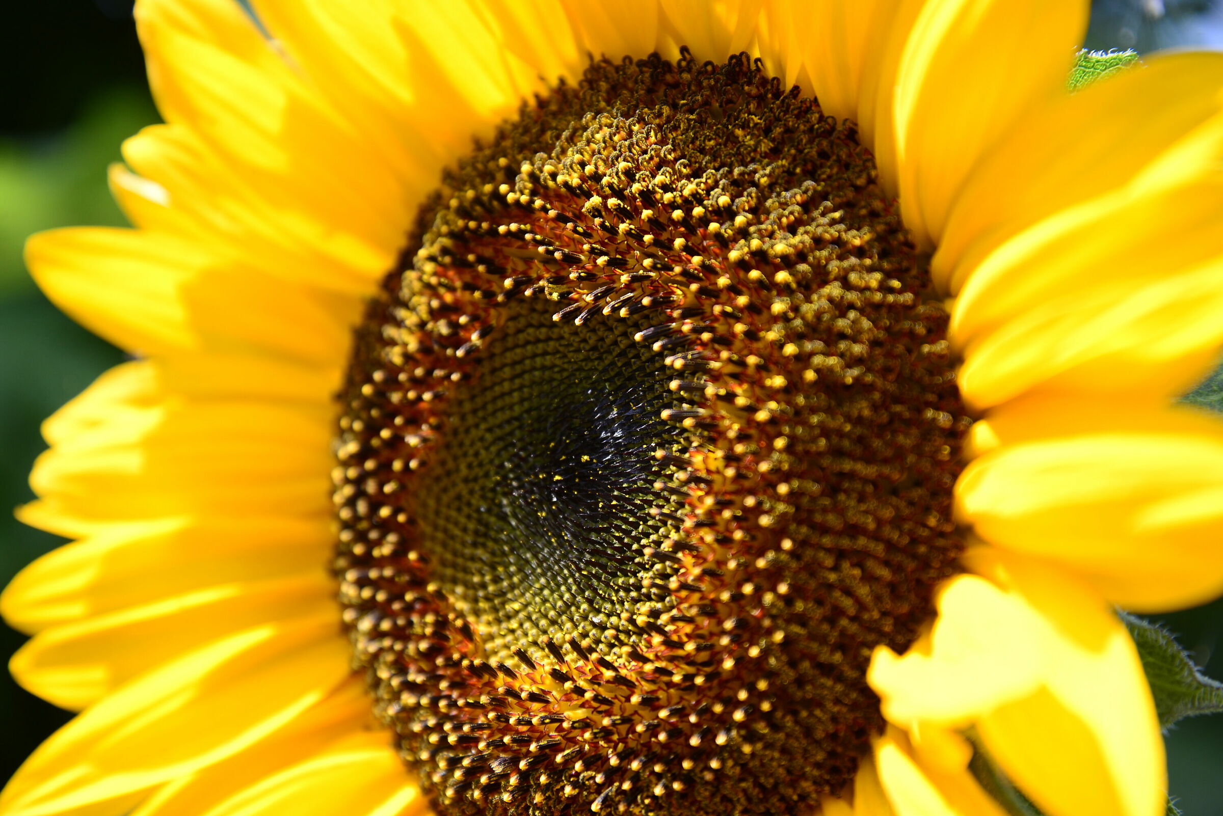 Sunflower
