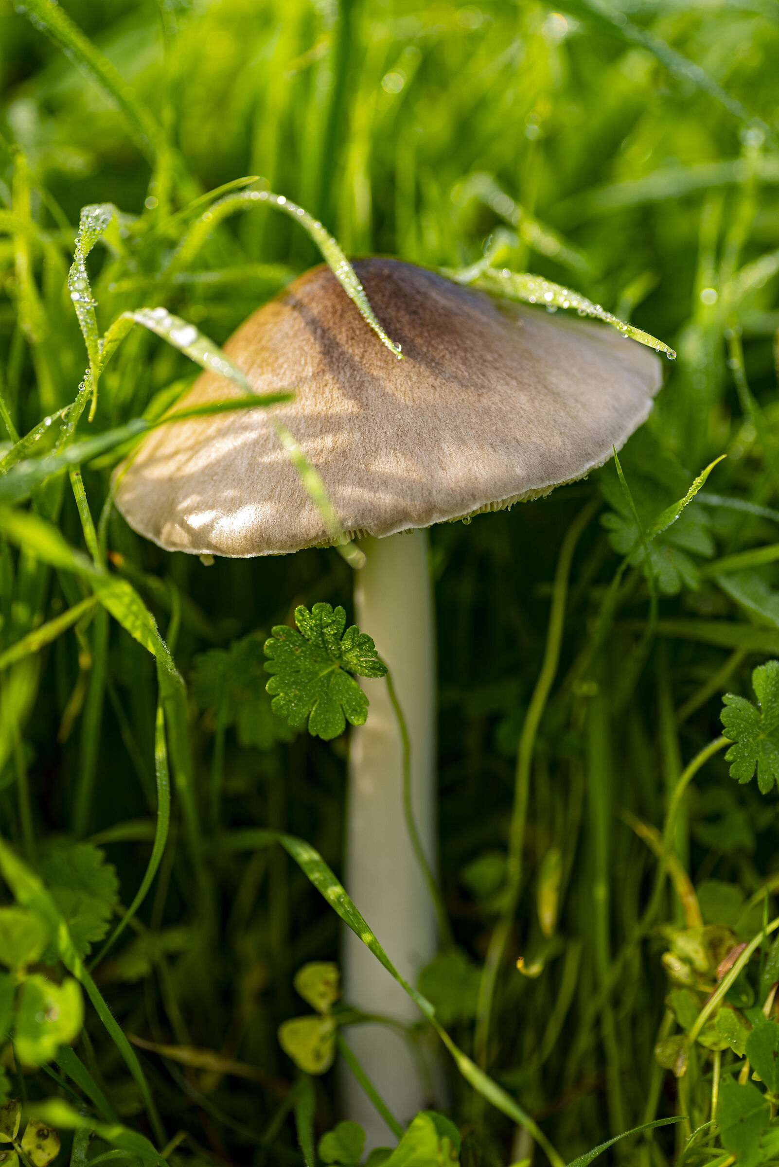 la mia funzione?! fungo da fotografo