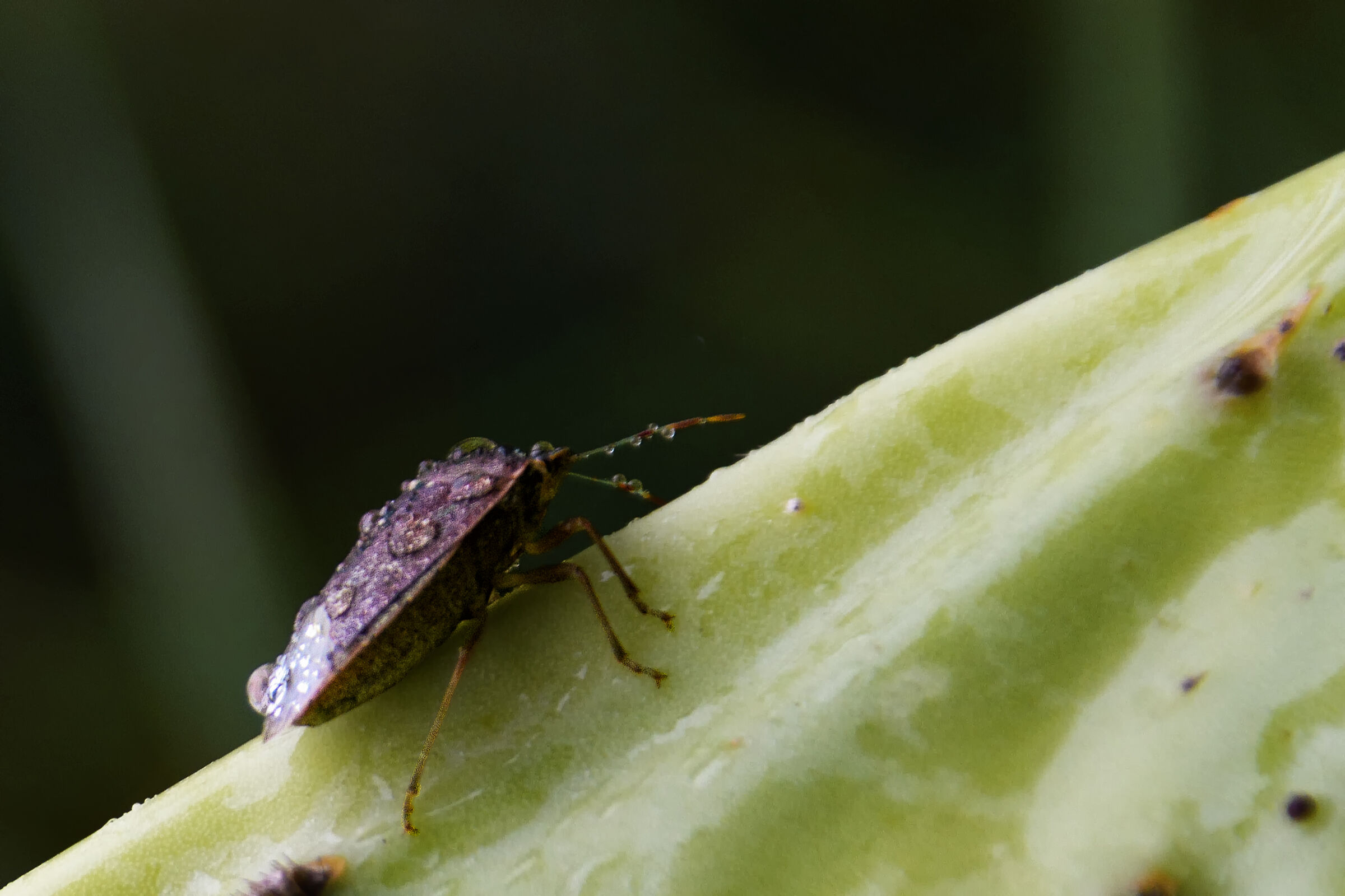 La scalata del fico d'India