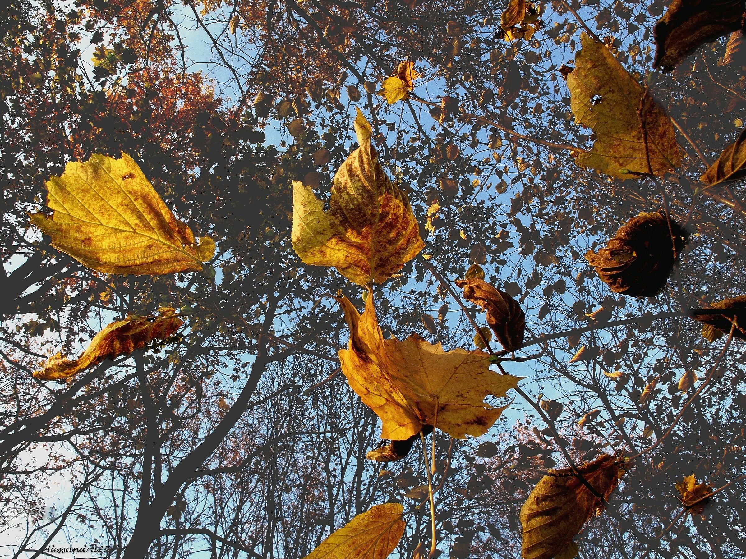 ... nel vento ... in ordine sparso ...