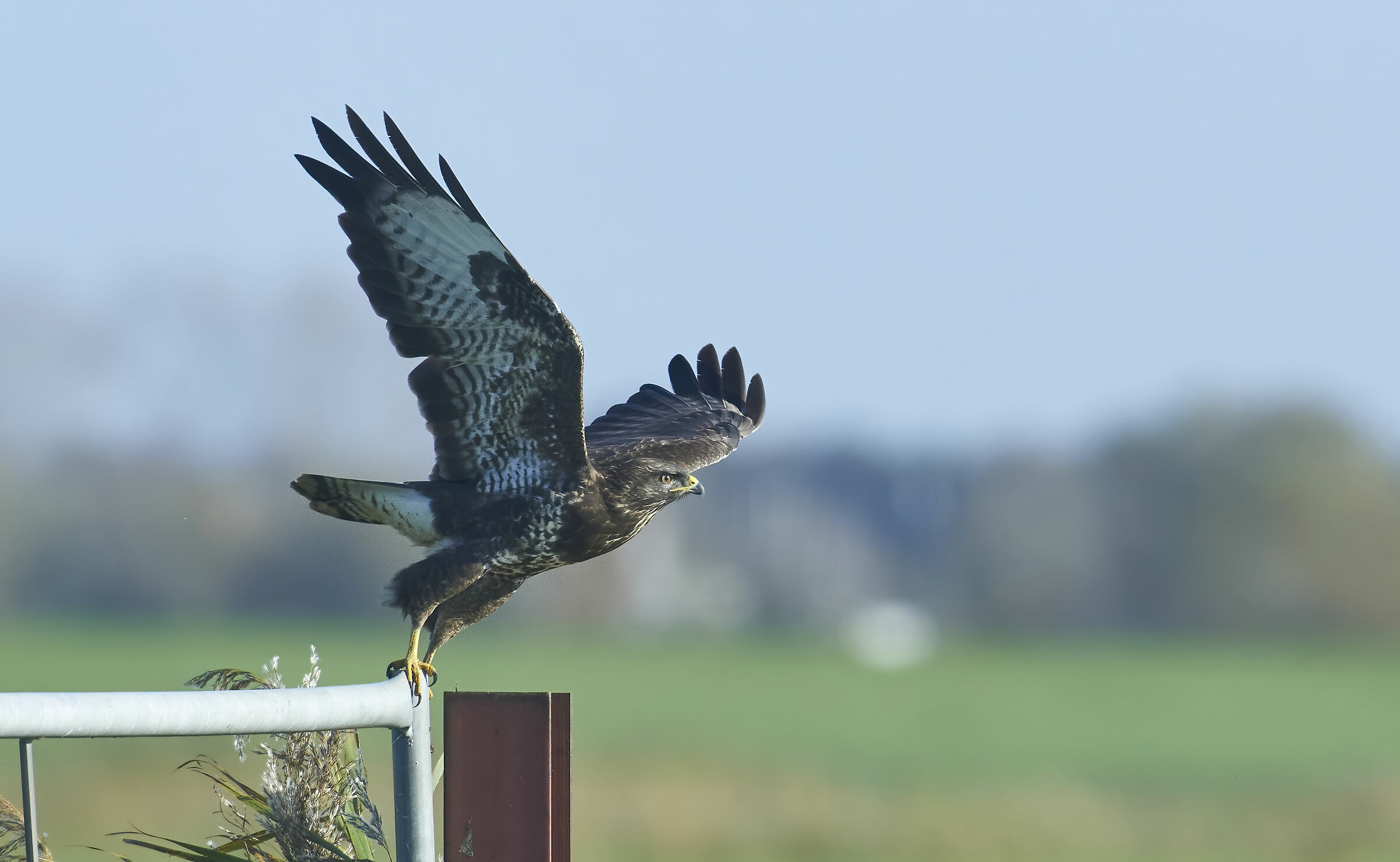 Buzzard comune europeo (Buteo buteo)