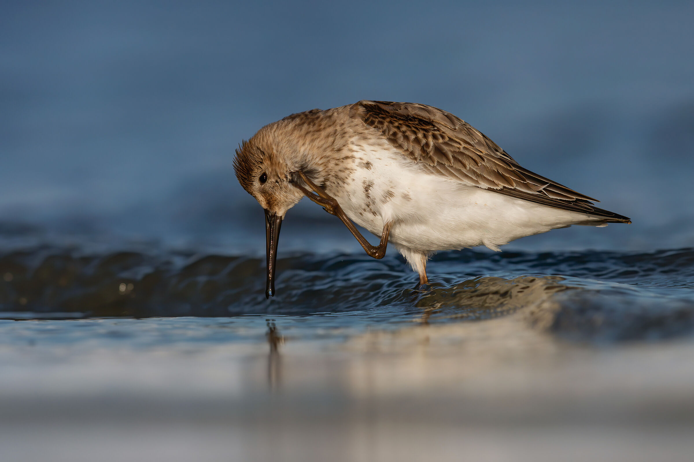 piovanello pancianera