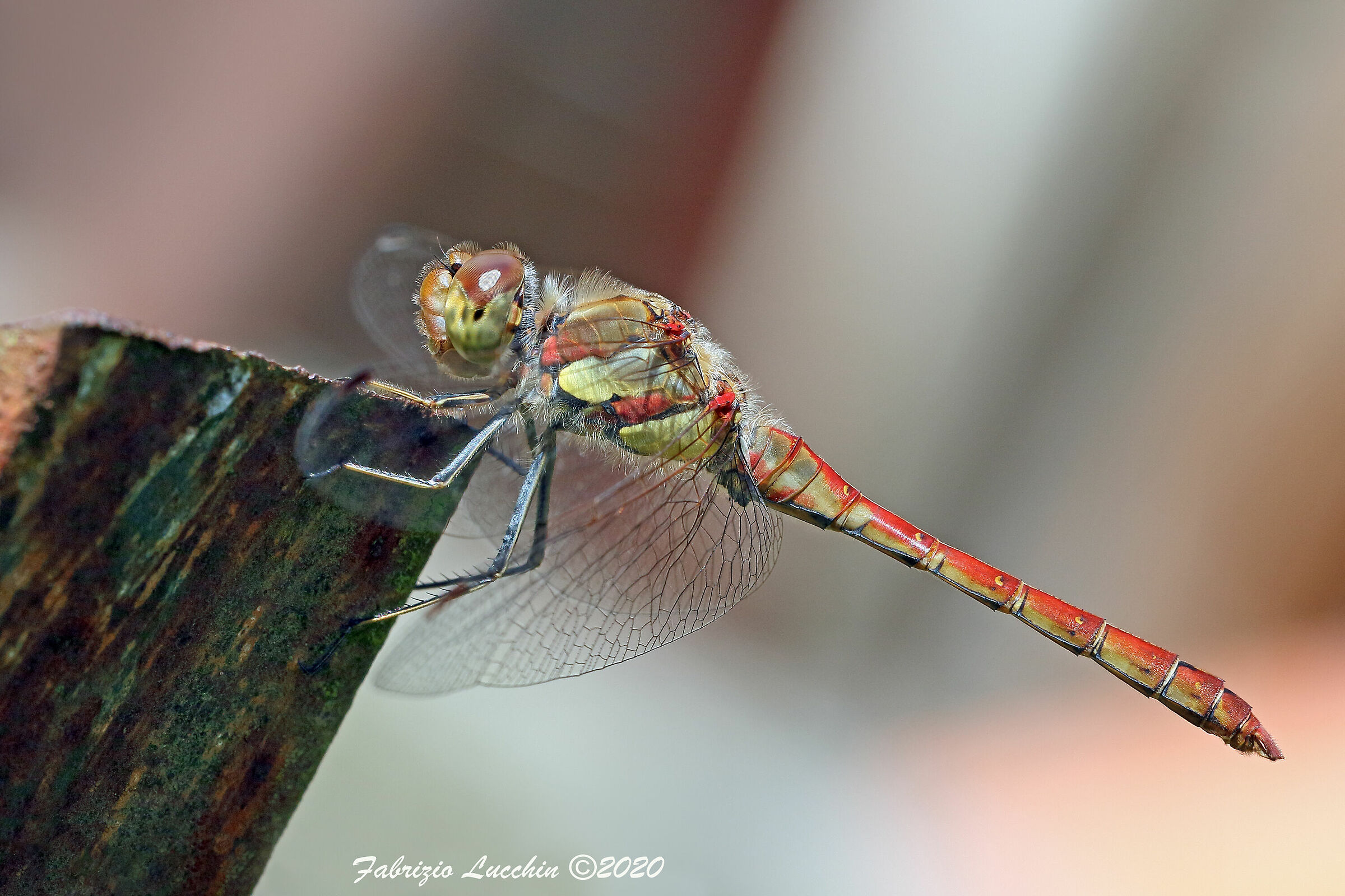 Striolatum's sympetrum