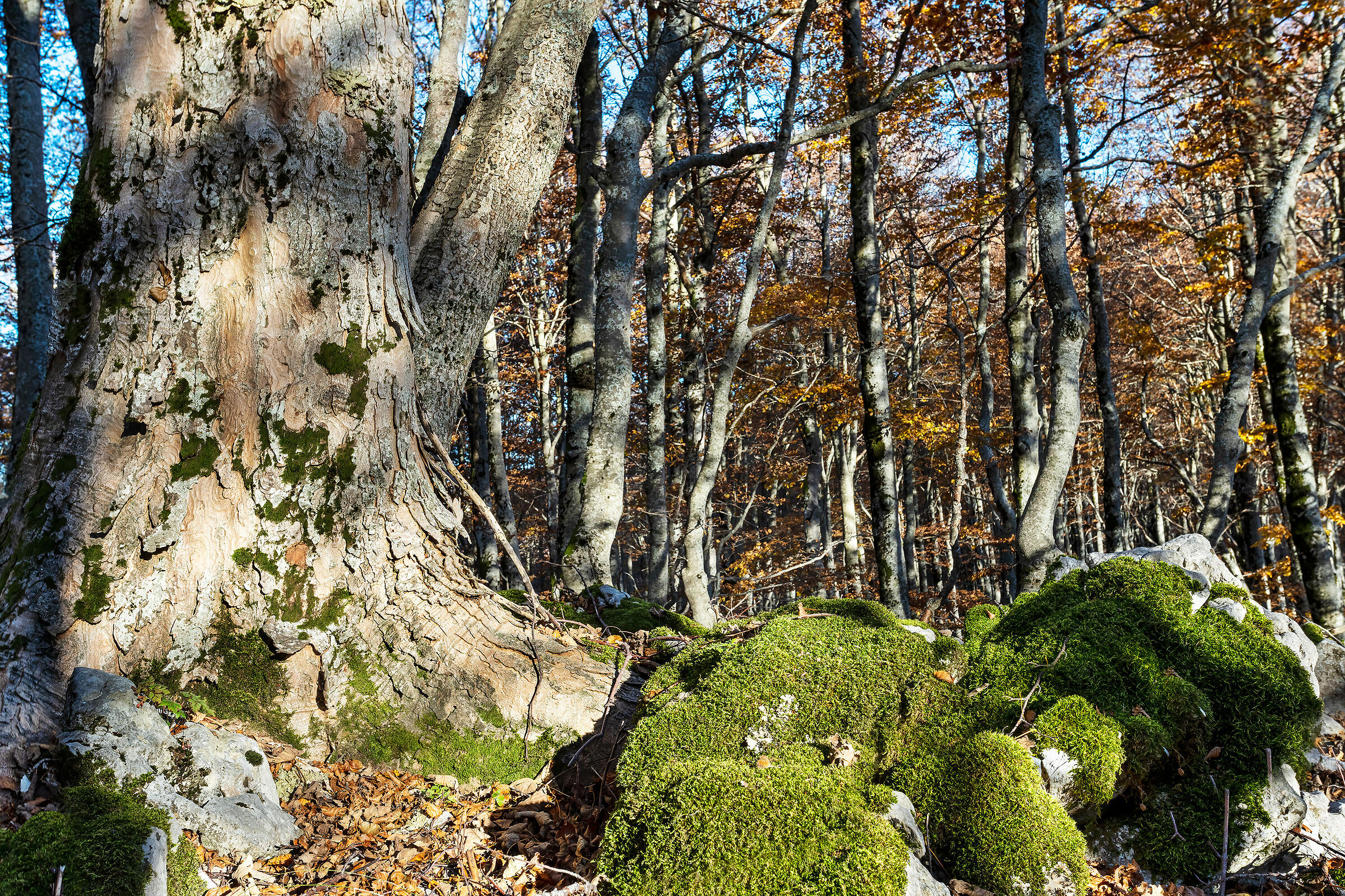 Old Beech