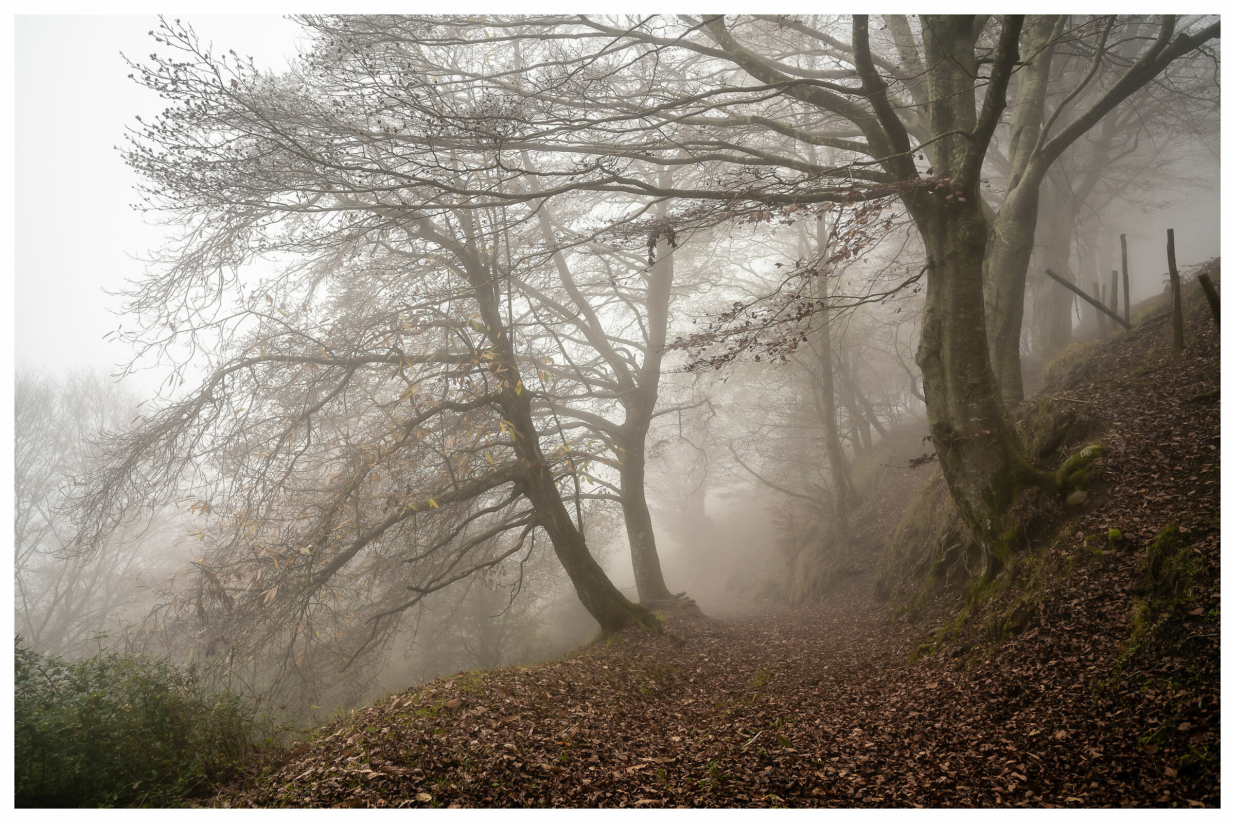 Presenze nella nebbia