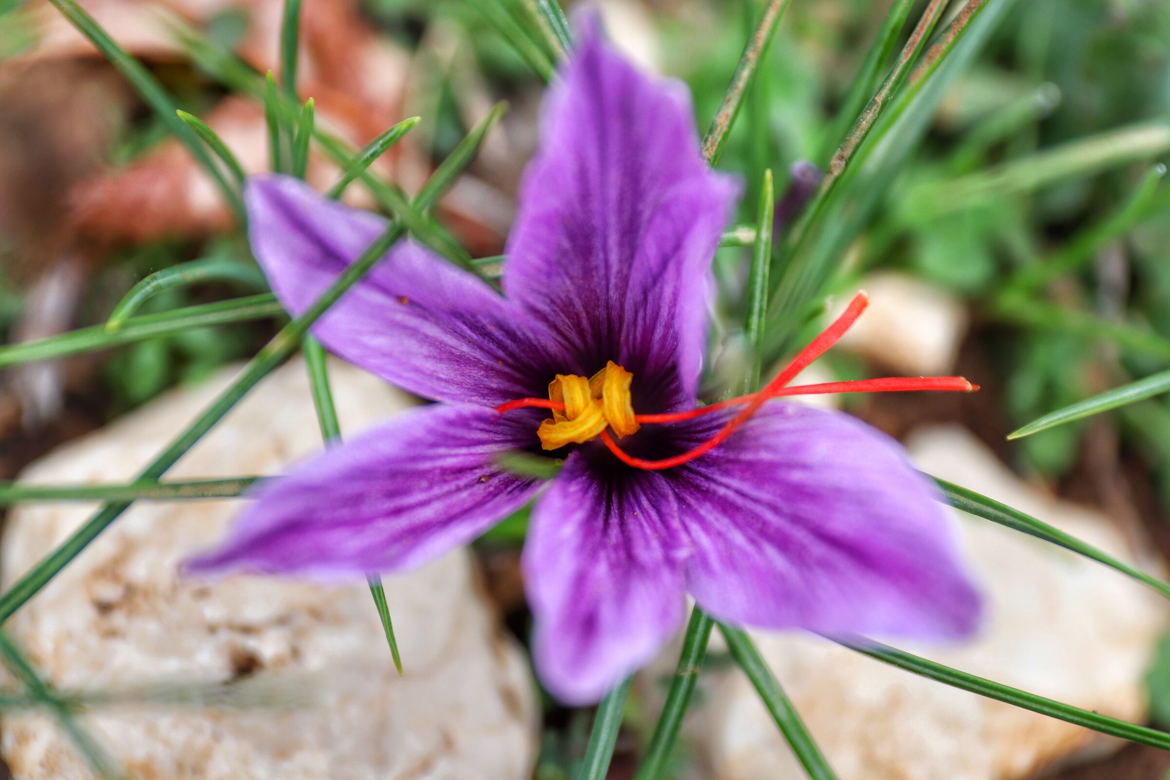 Saffron