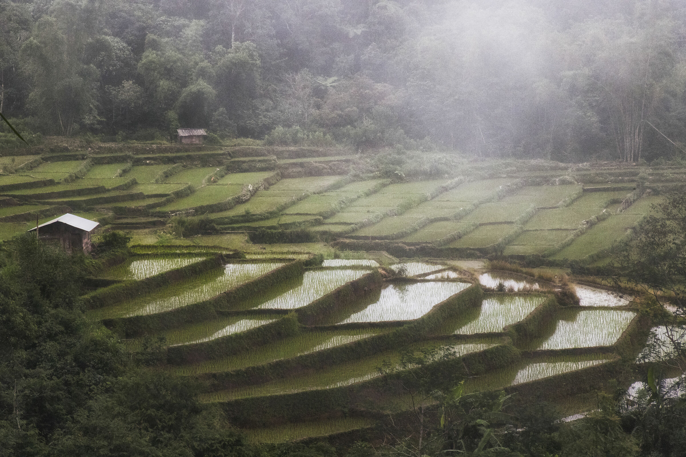 Risaie nella stagione delle piogge