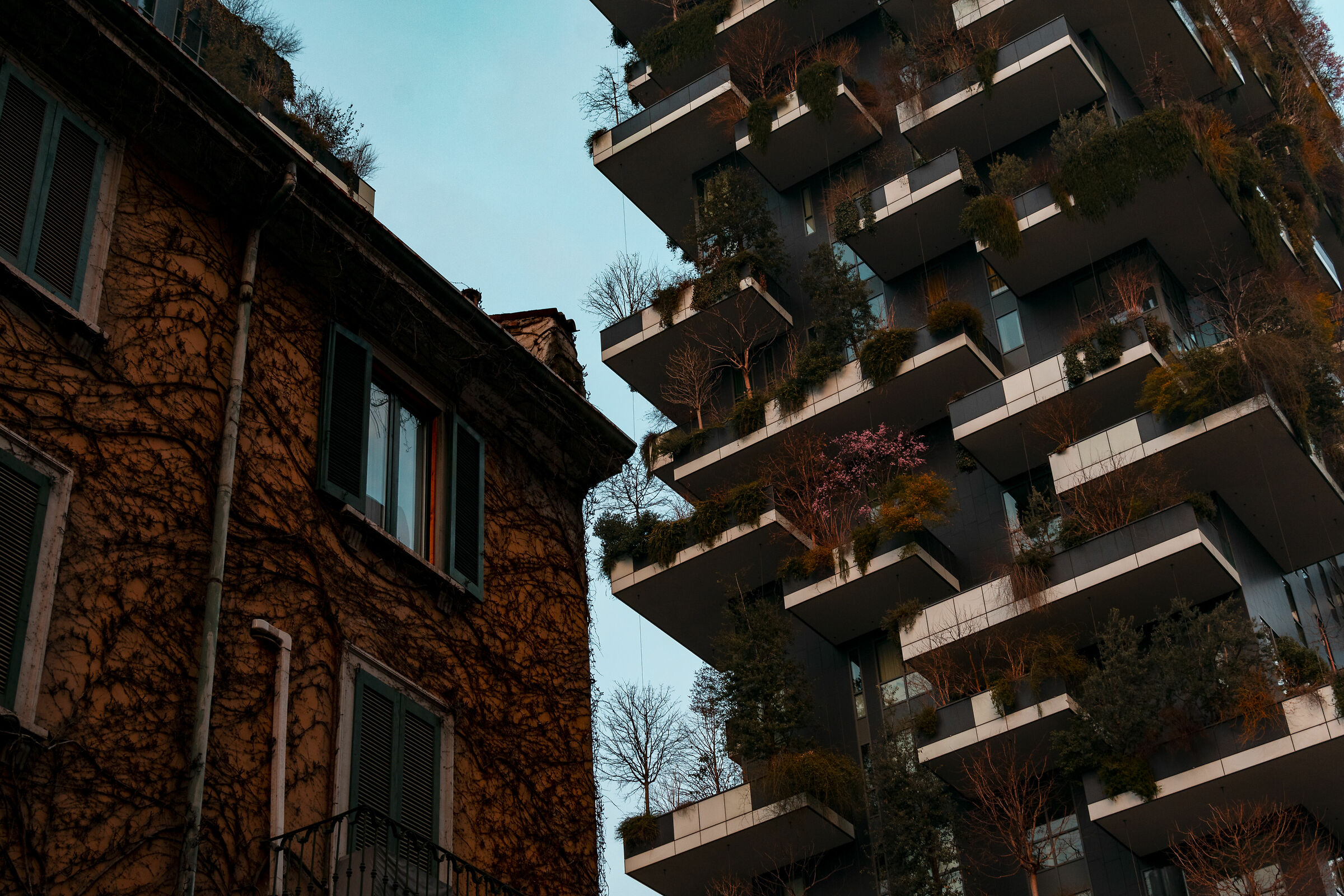 Bosco... Verticale