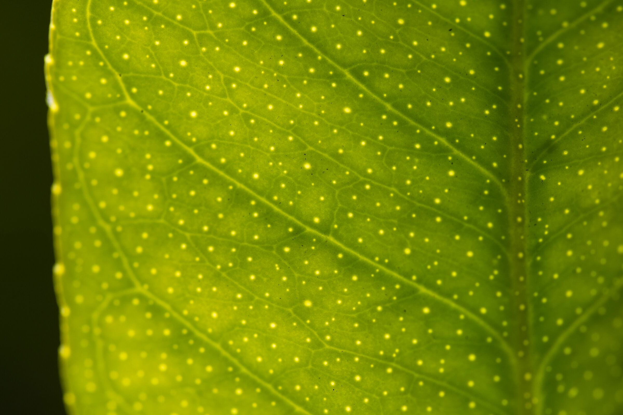 Leaf full of stars