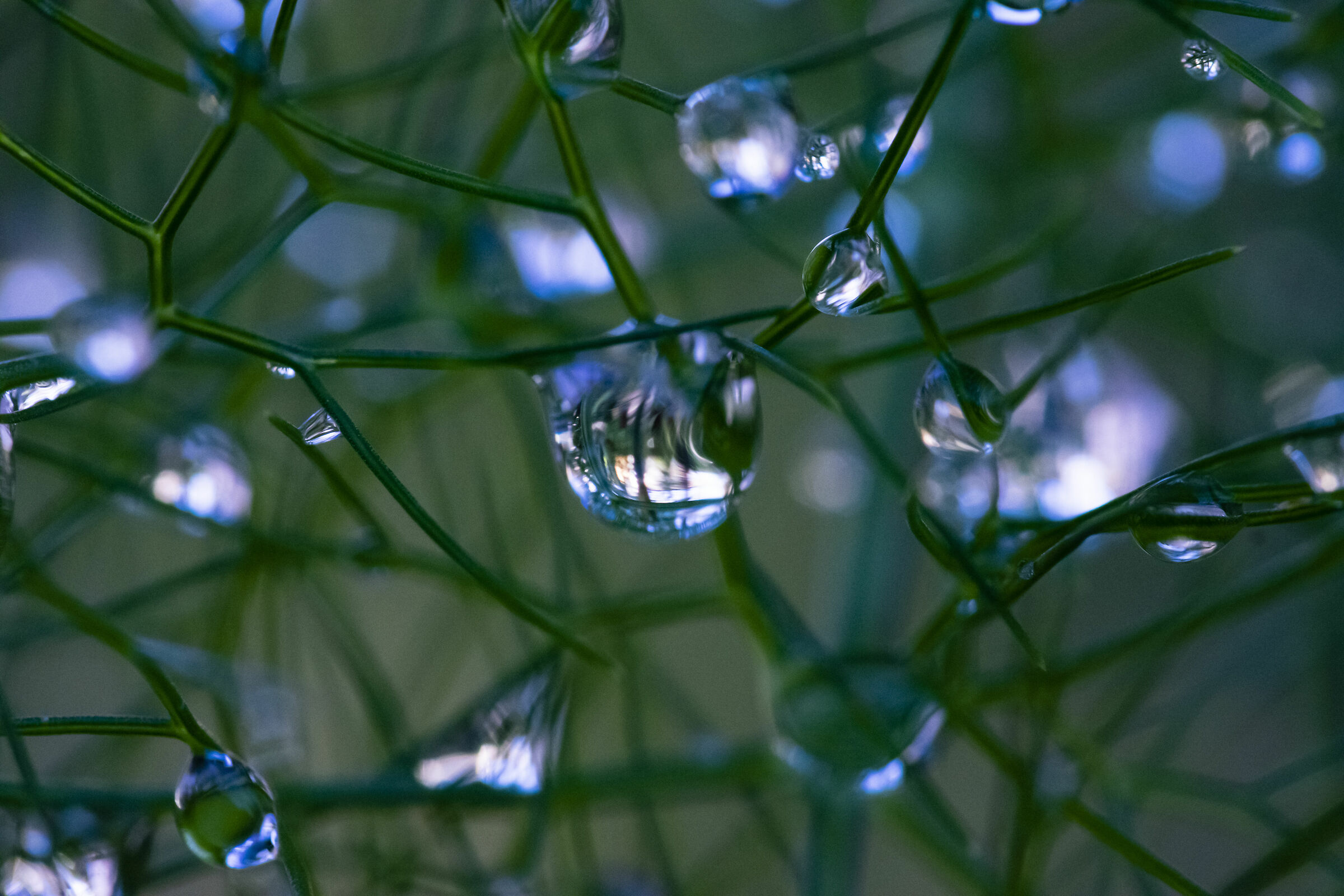 Drops