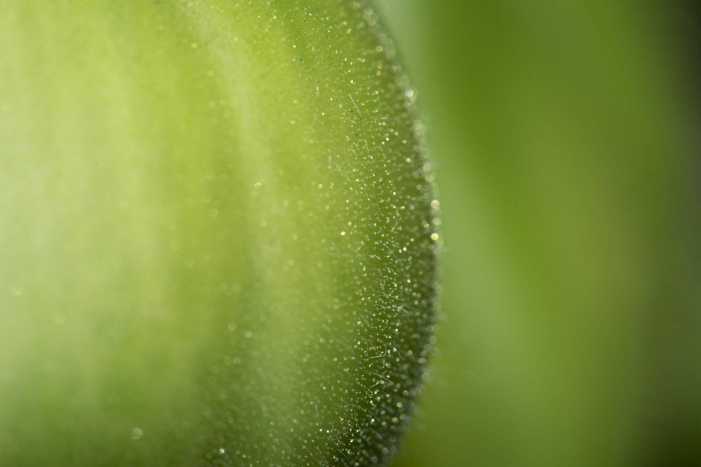 Pomodoro verde