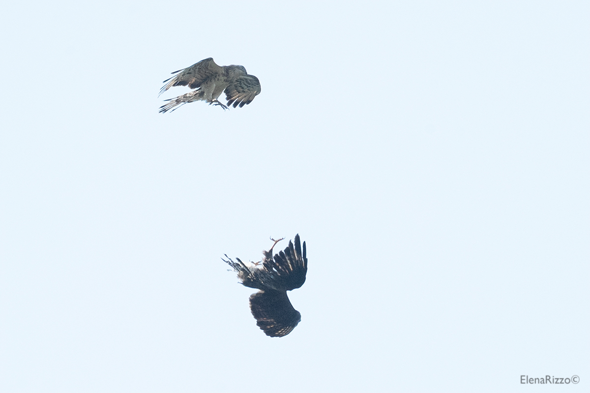 Pecchiaiolo su Poiana