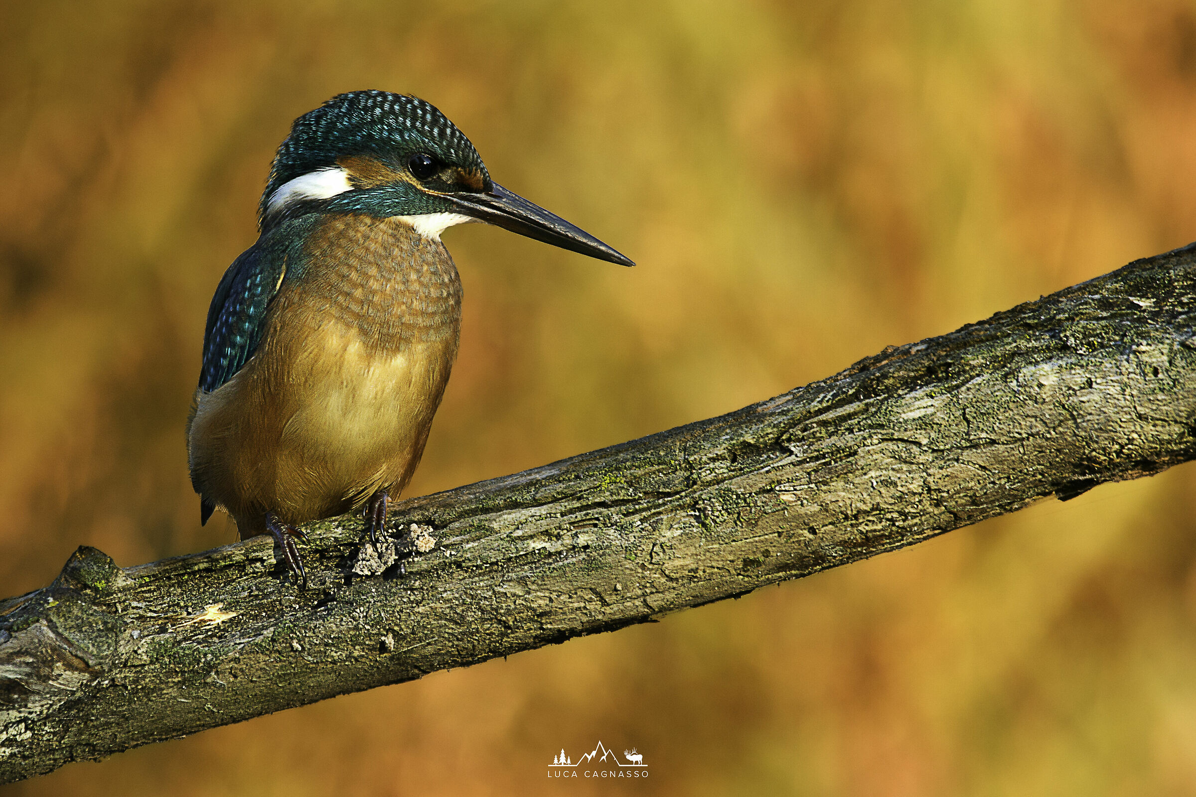 Kingfisher 01