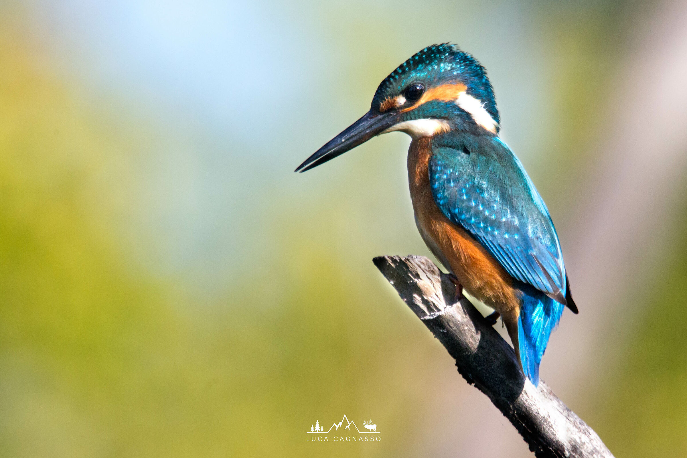 Kingfisher 02