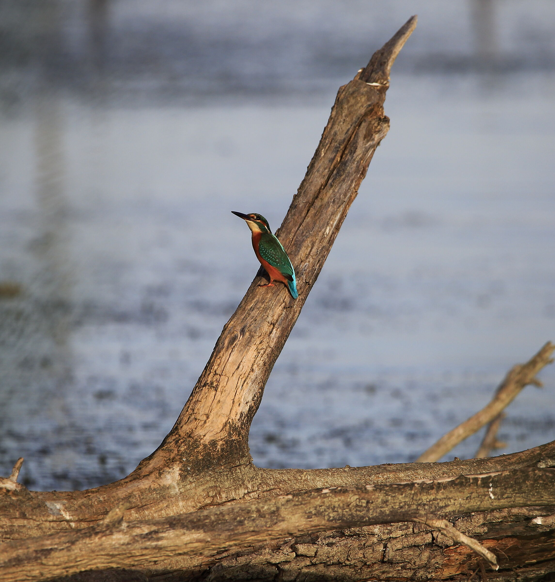 Martin Pescatore sul Trasimeno