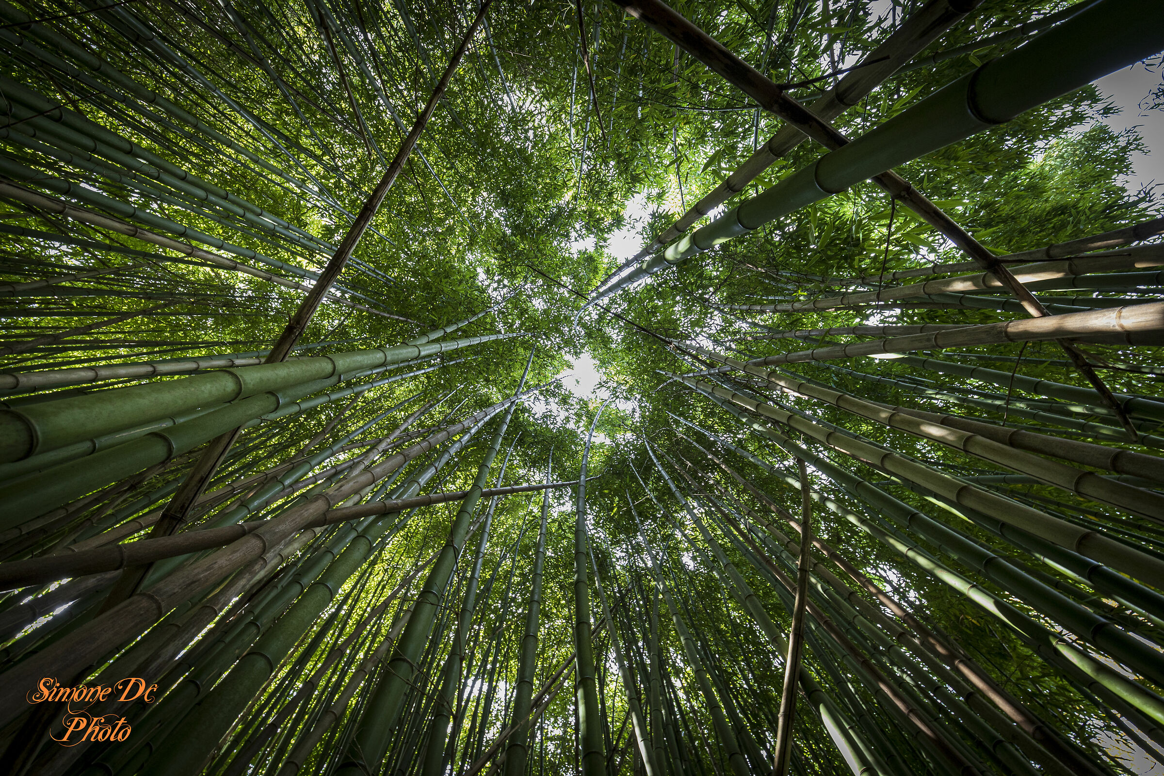 bosco di bambù