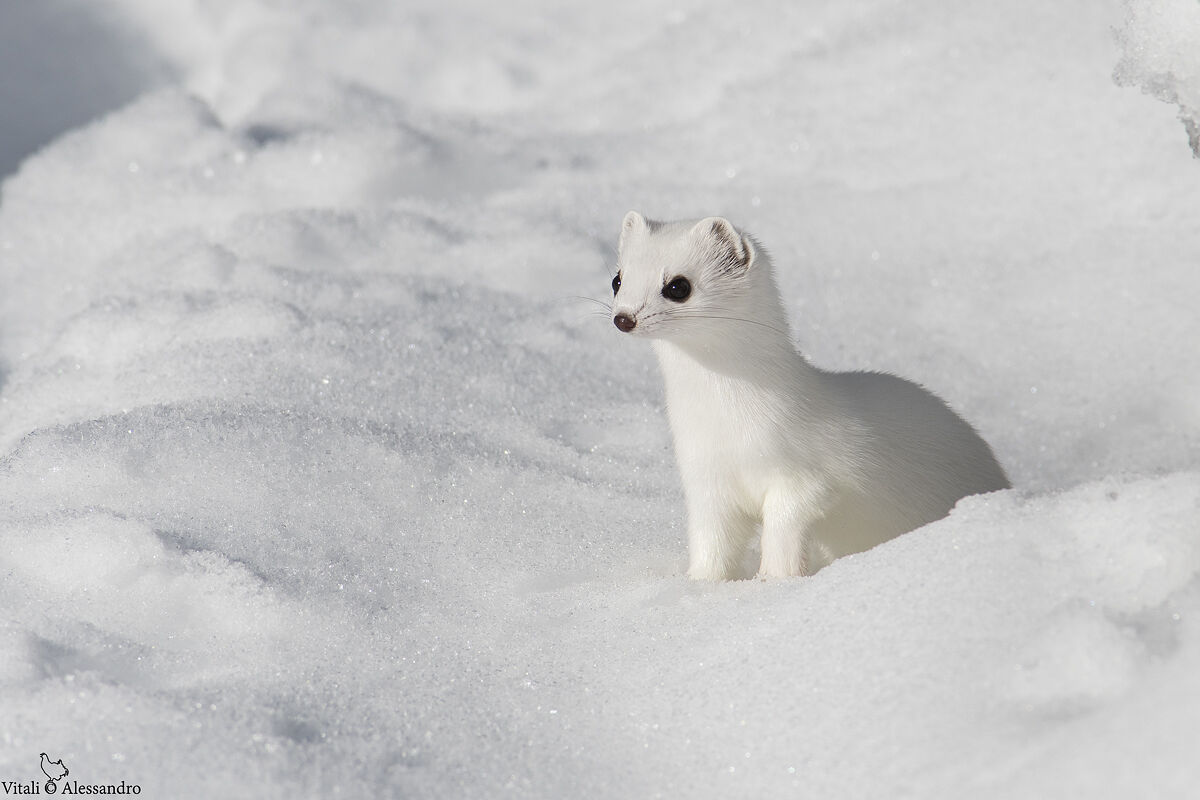 Ermine