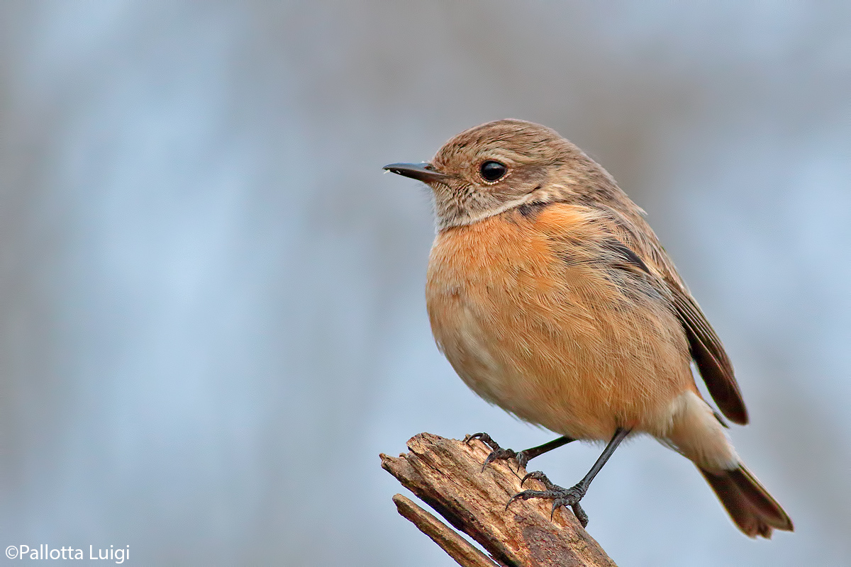 Saltimpalo (Saxicola torquata)