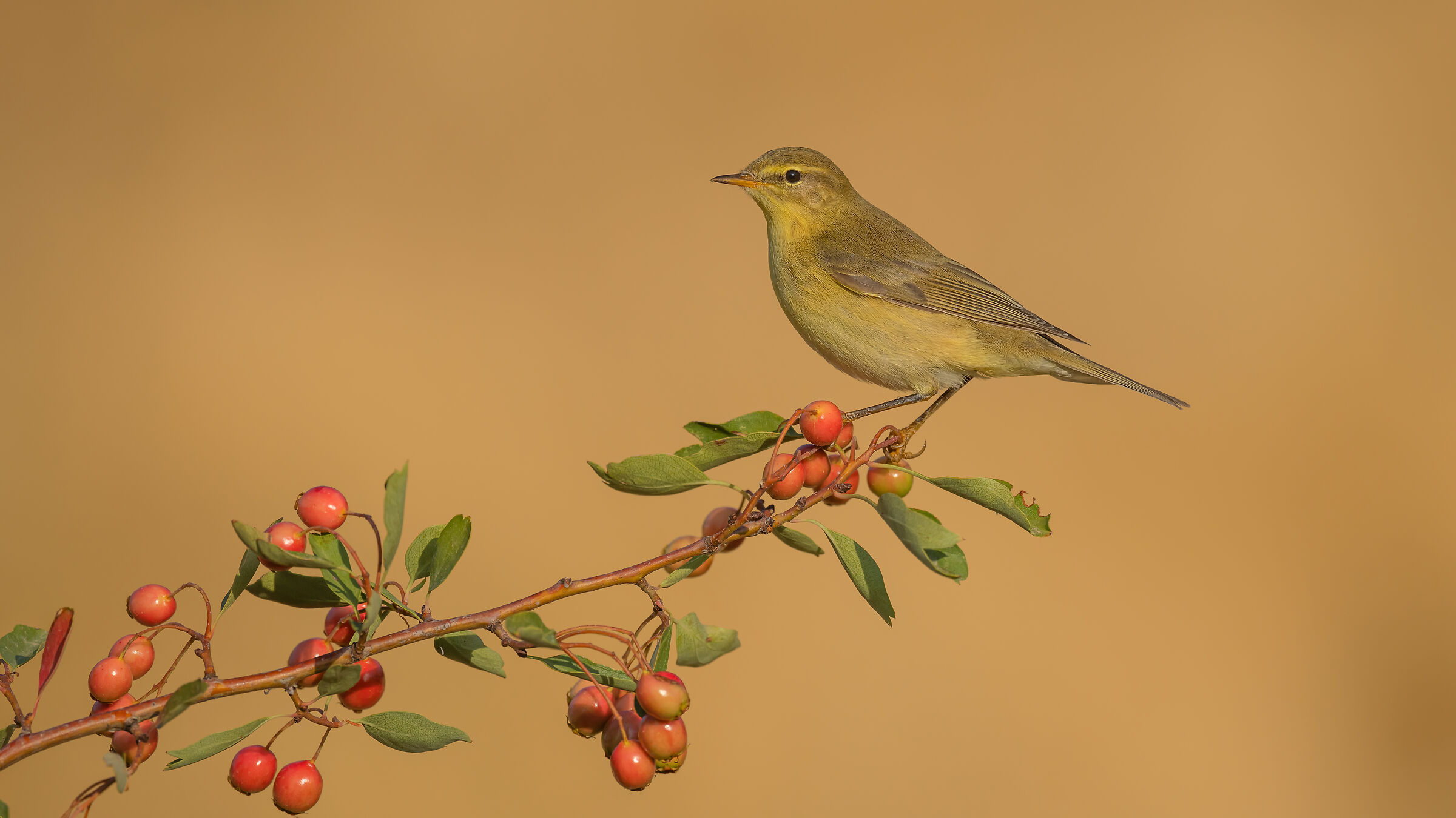 Phylloscopus trochilus - Warbler di Salice