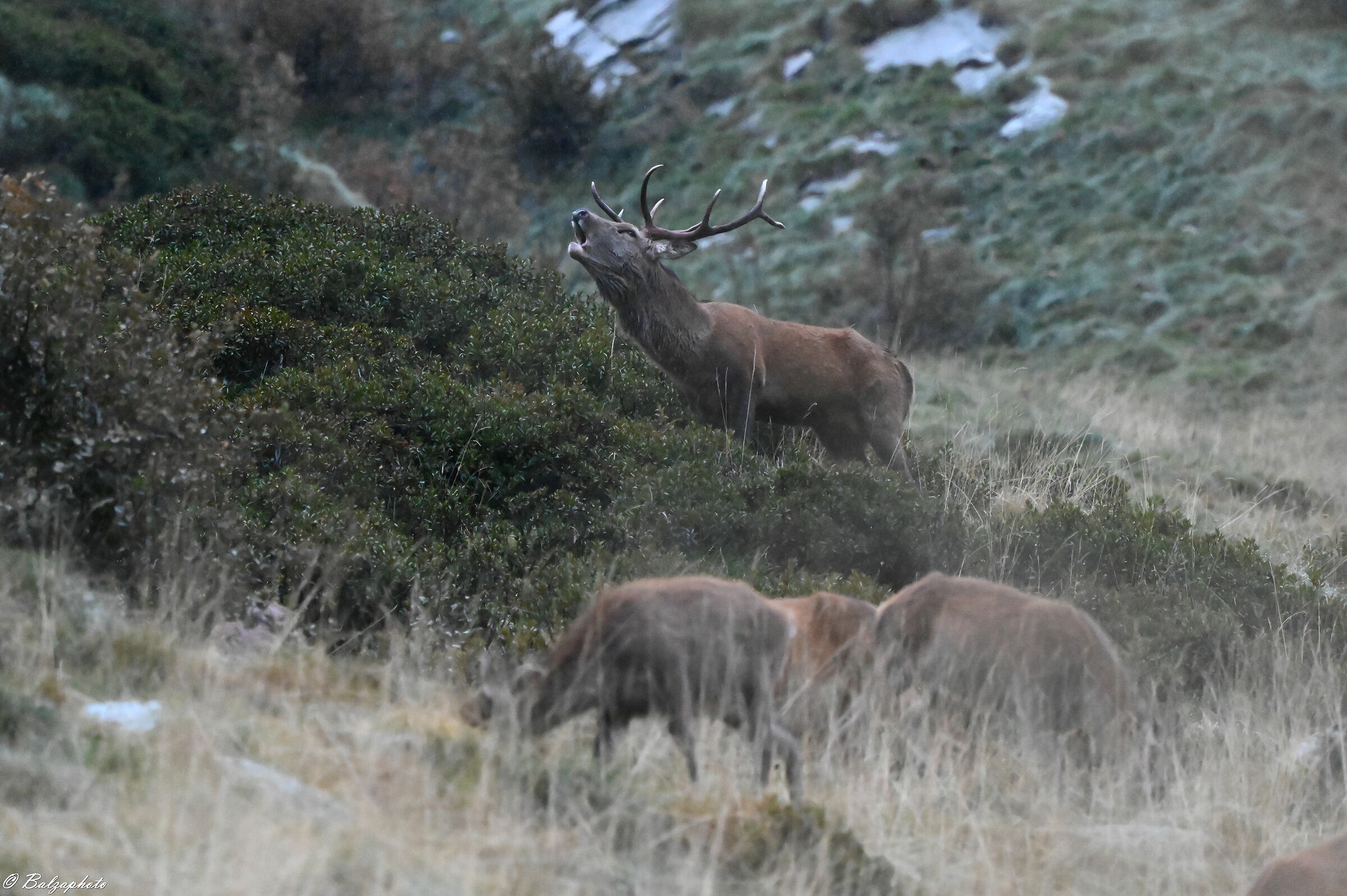 Male deer with group of females and young