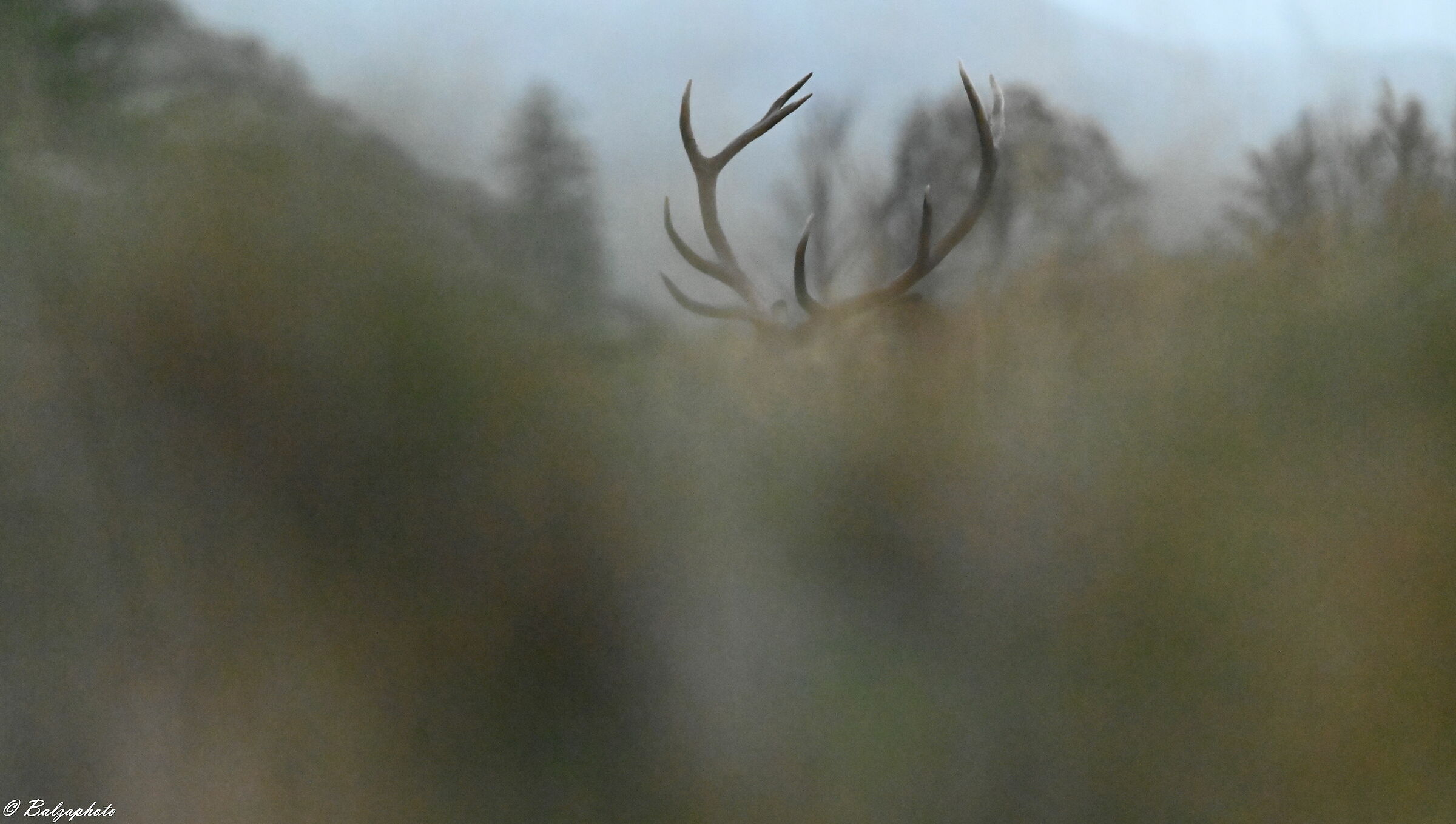 When the male deer is above your head