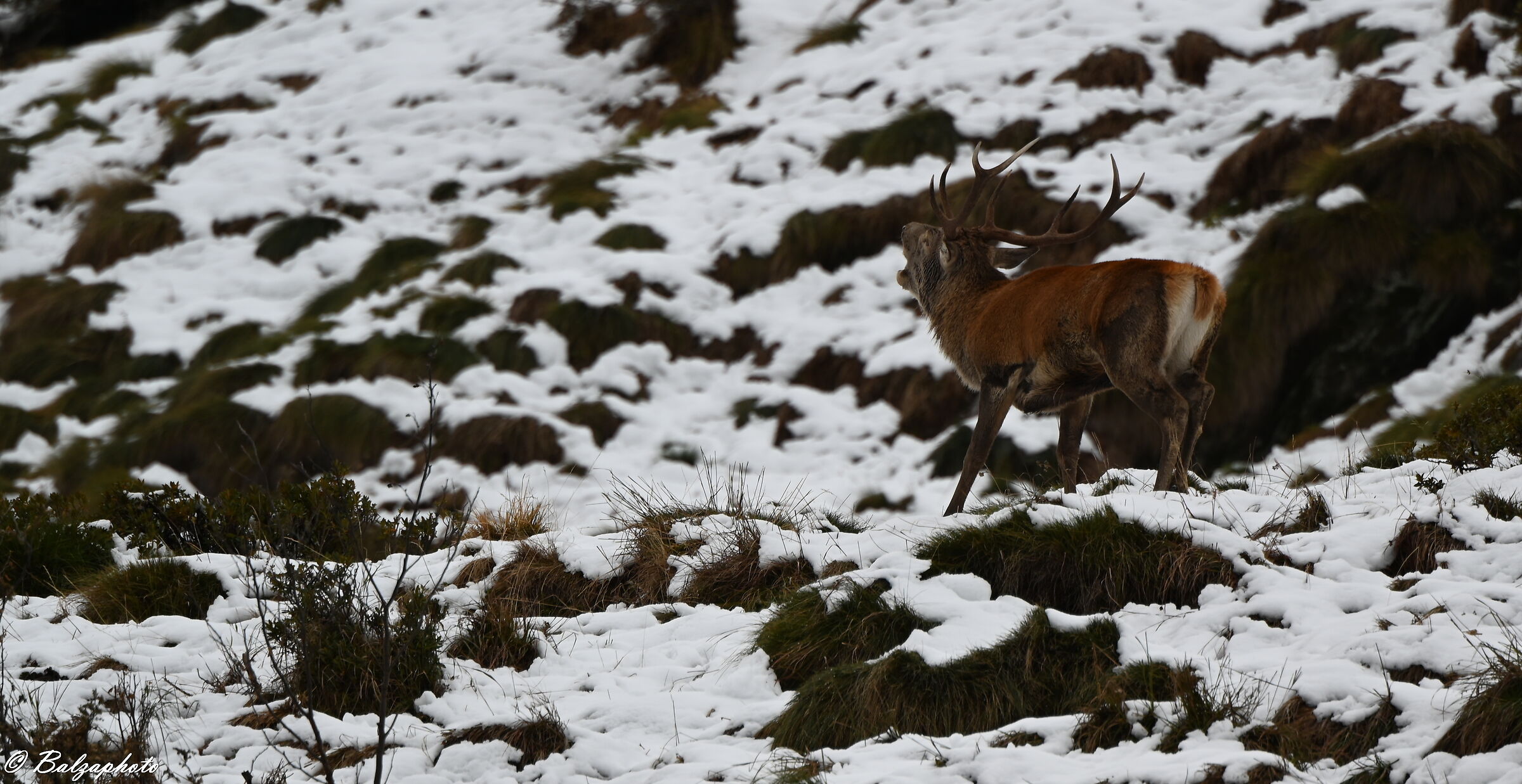 Male deer at the bramito