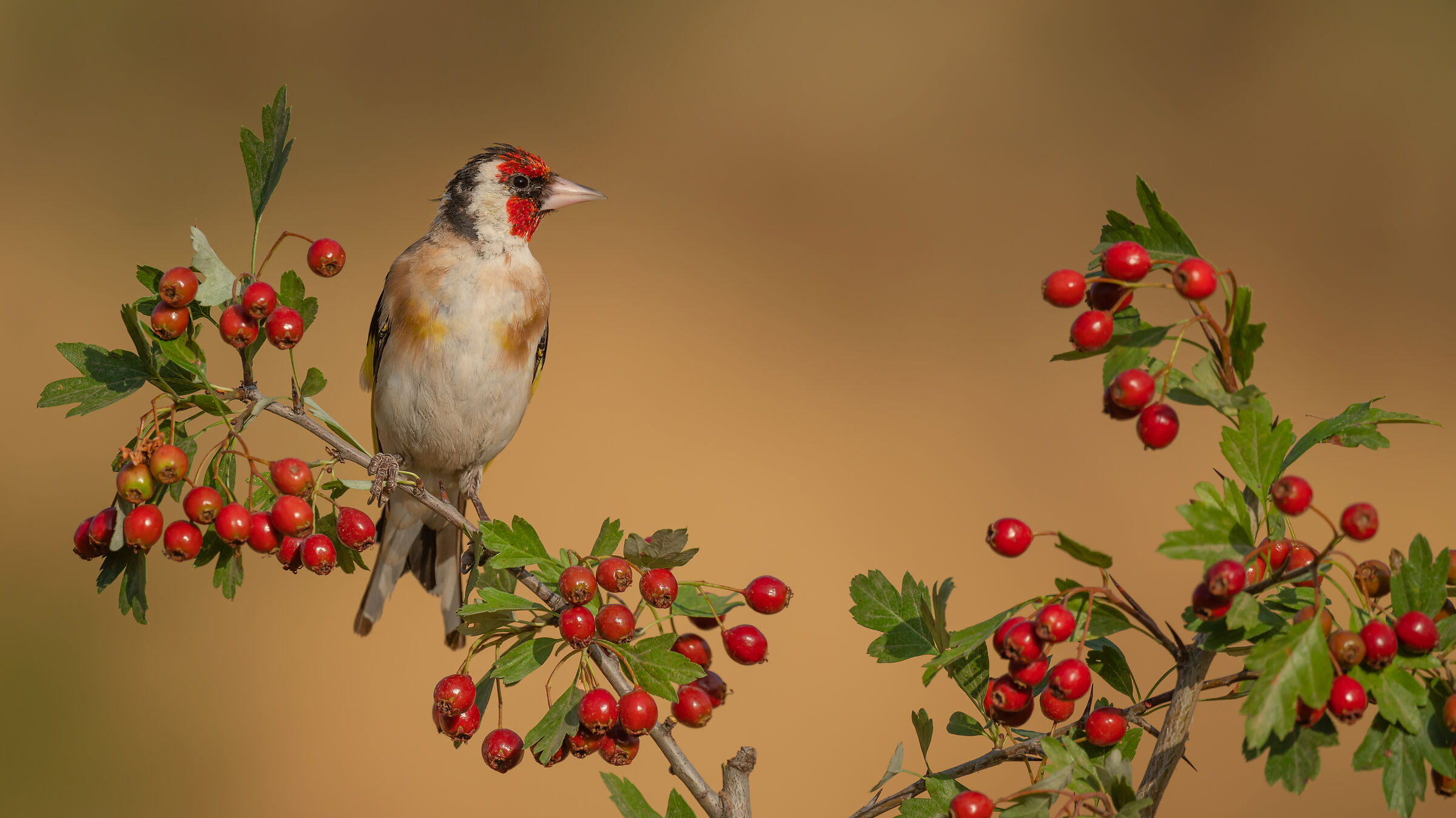 Saka - European Goldfinch - Carduelis carduelis