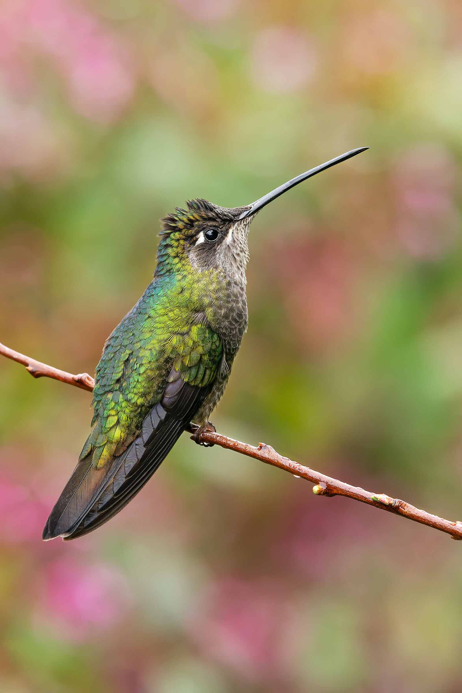 A multicolor vision ...