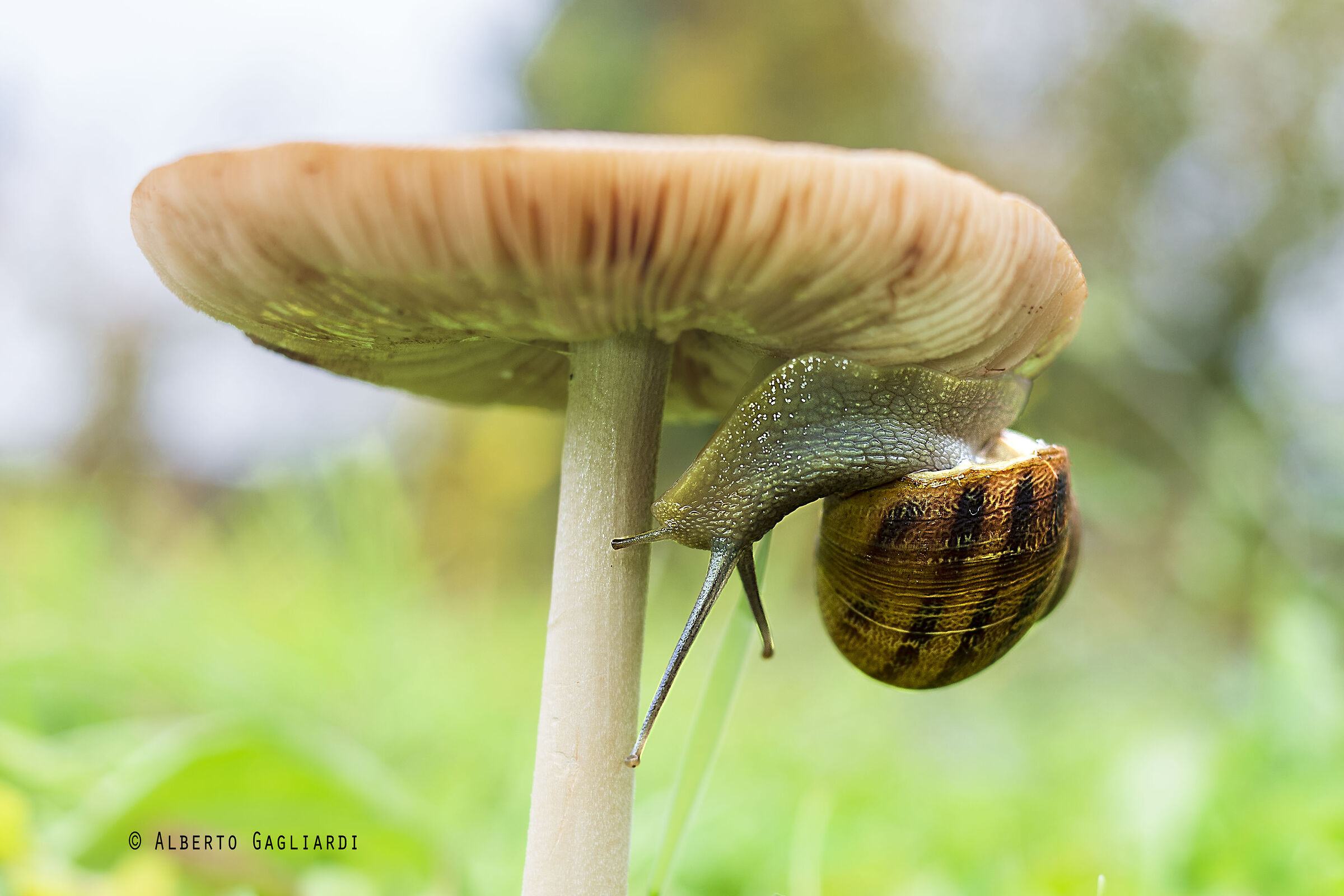 Chiocciolina esploratrice