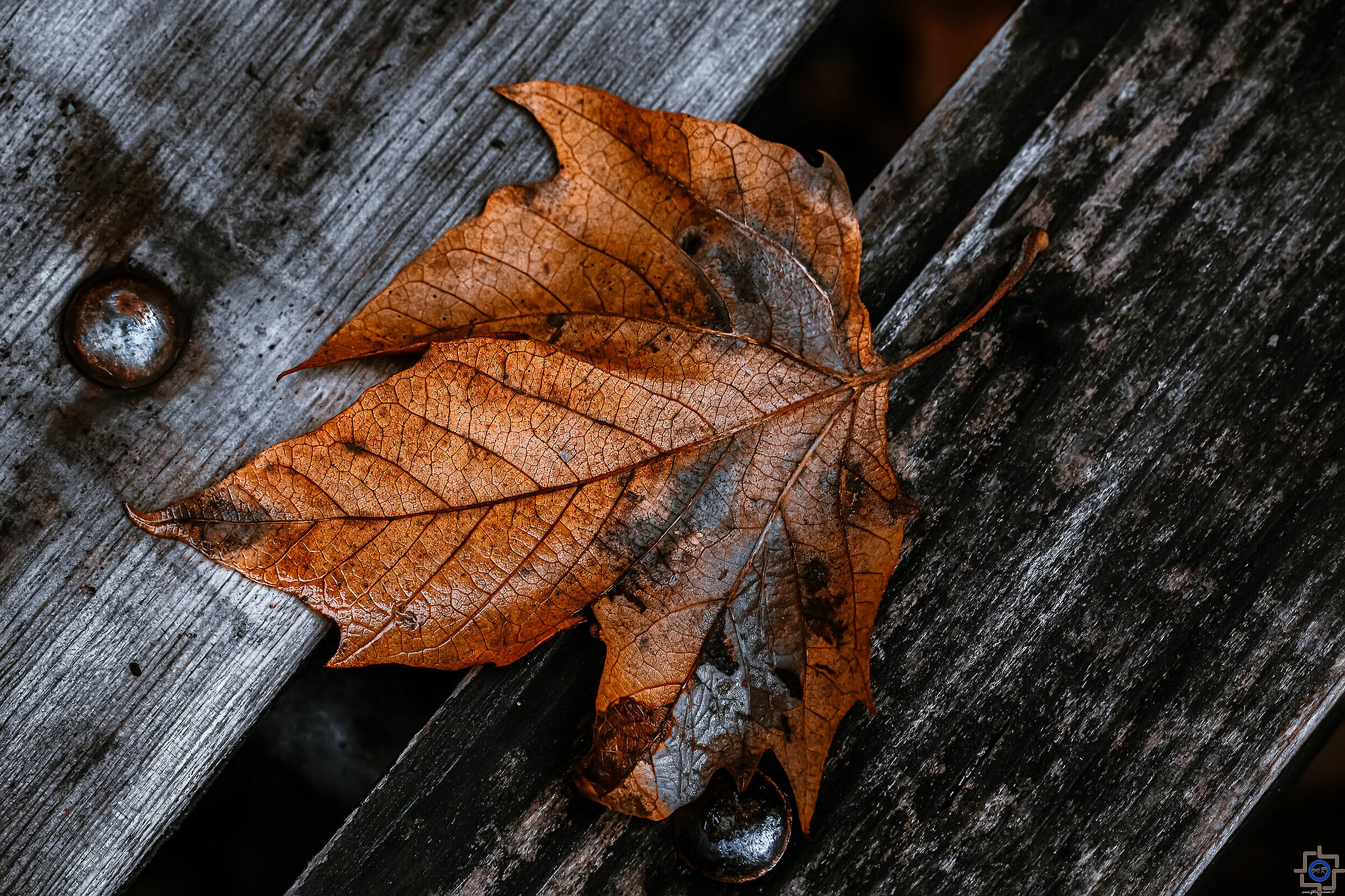 Like waiting leaves
