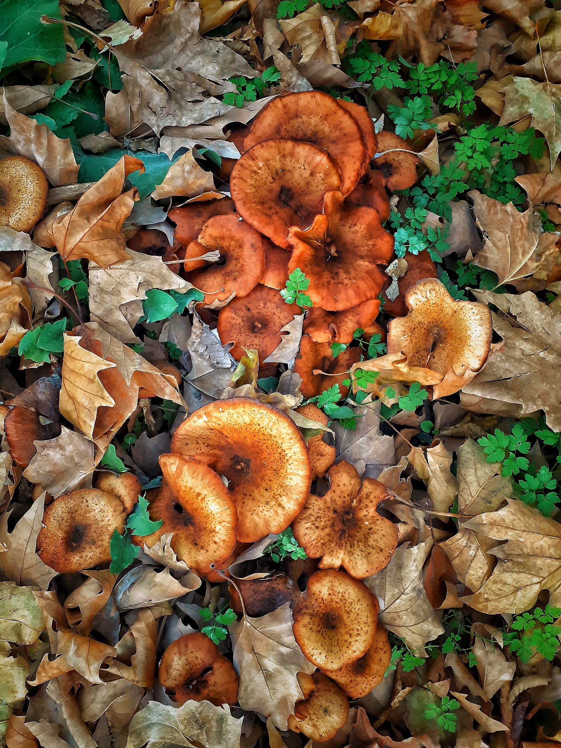 Funghi tra le foglie