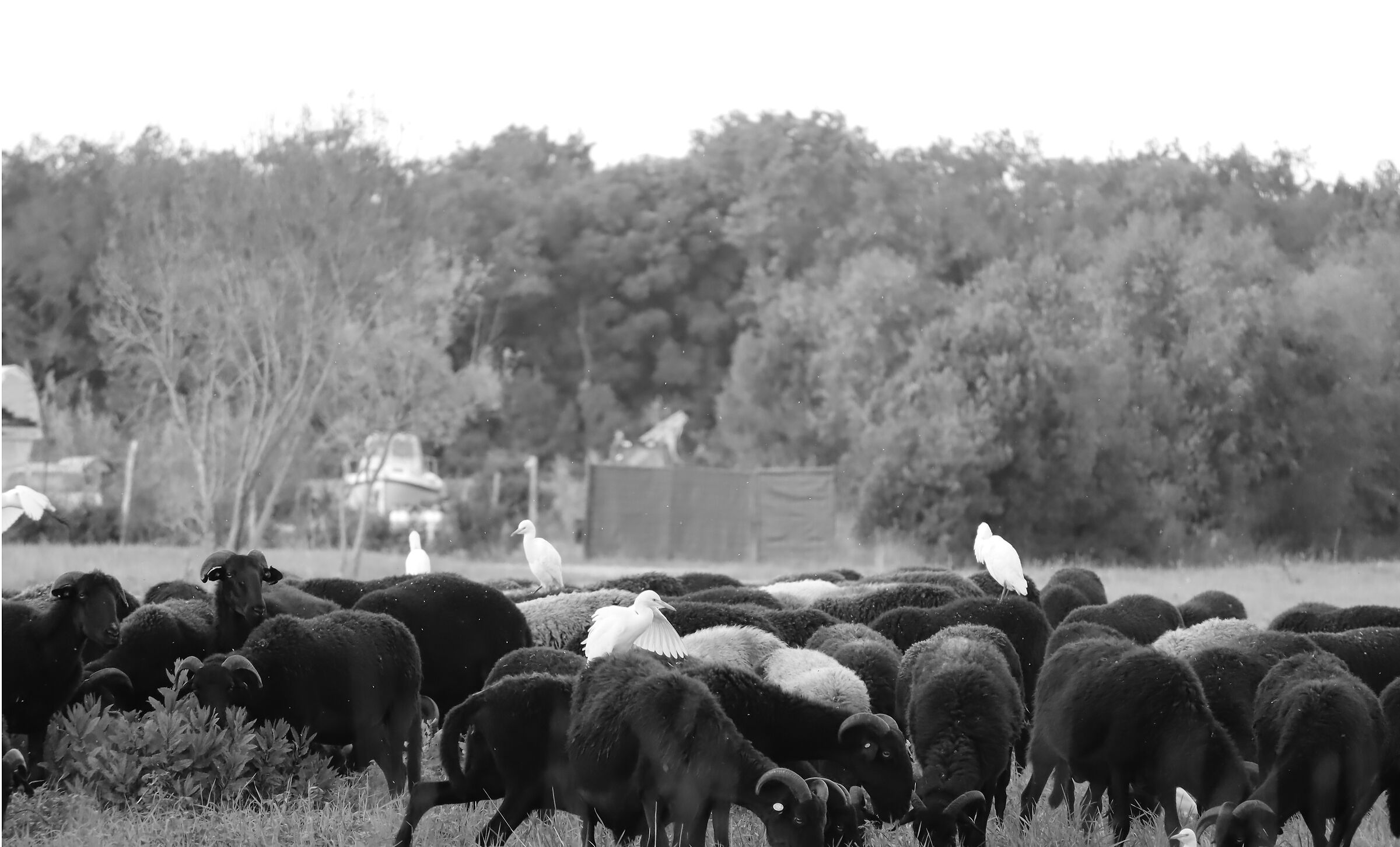 sheep and herons, Coltano