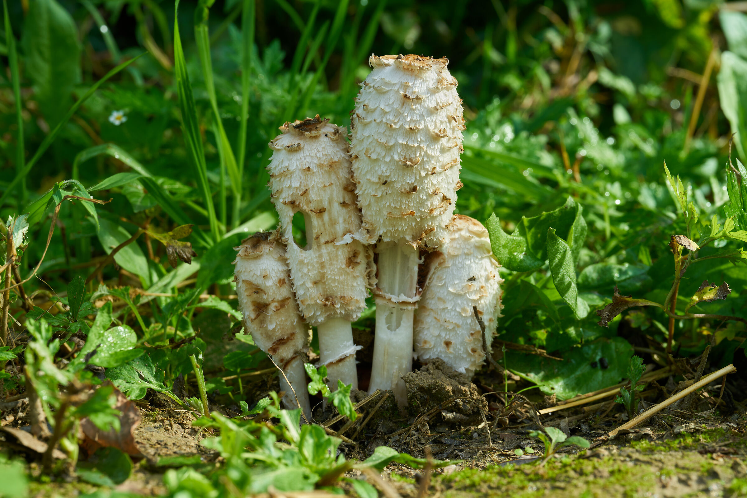 Il mazzetto di Coprinus
