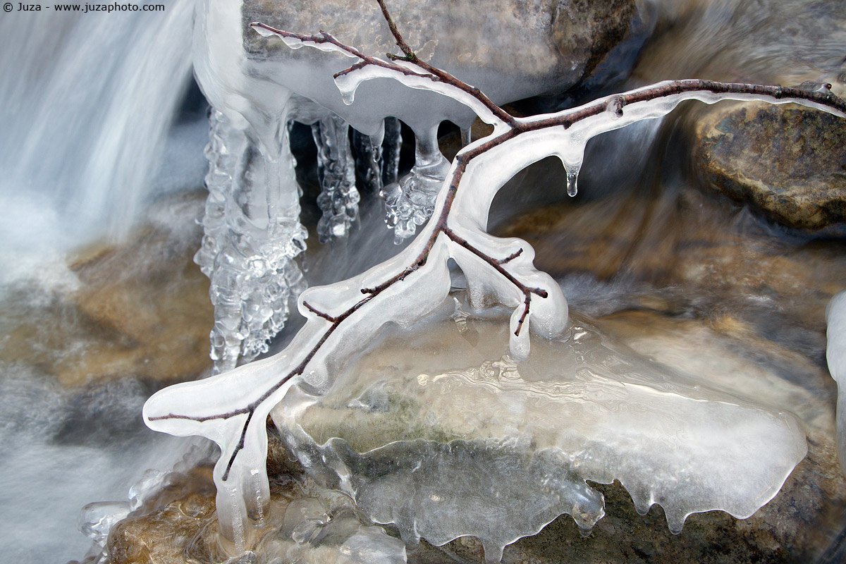 Sprig covered with ice, 013704