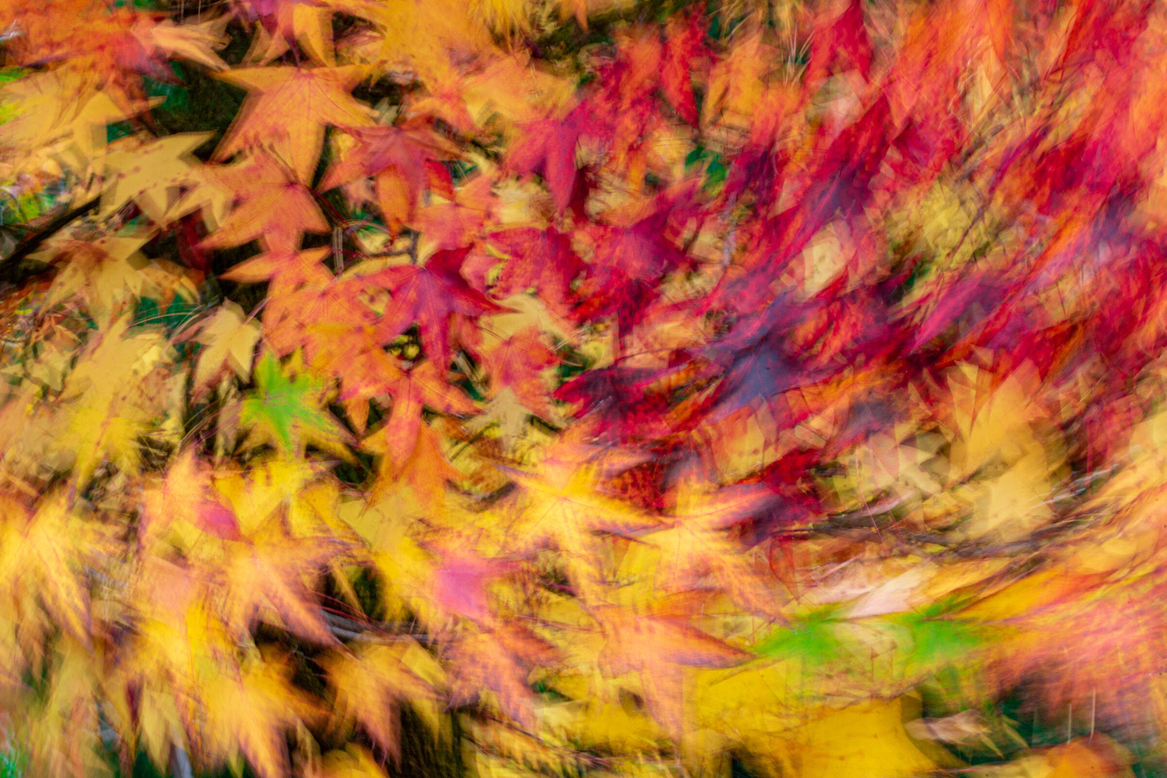 Natural Autumn Stars