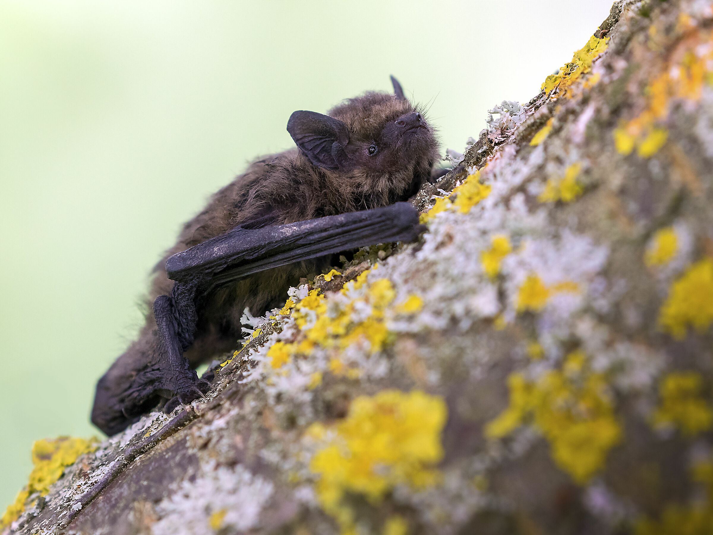 Dwarf bat