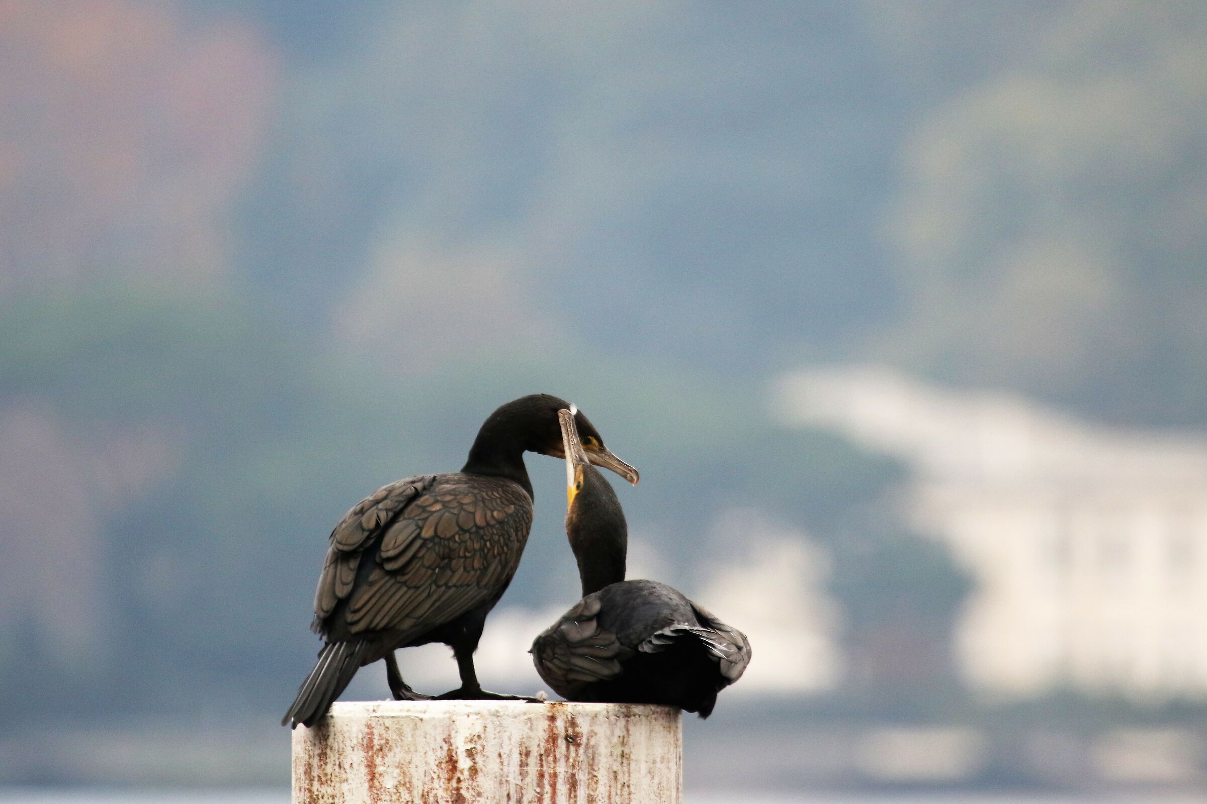 cormorant Como