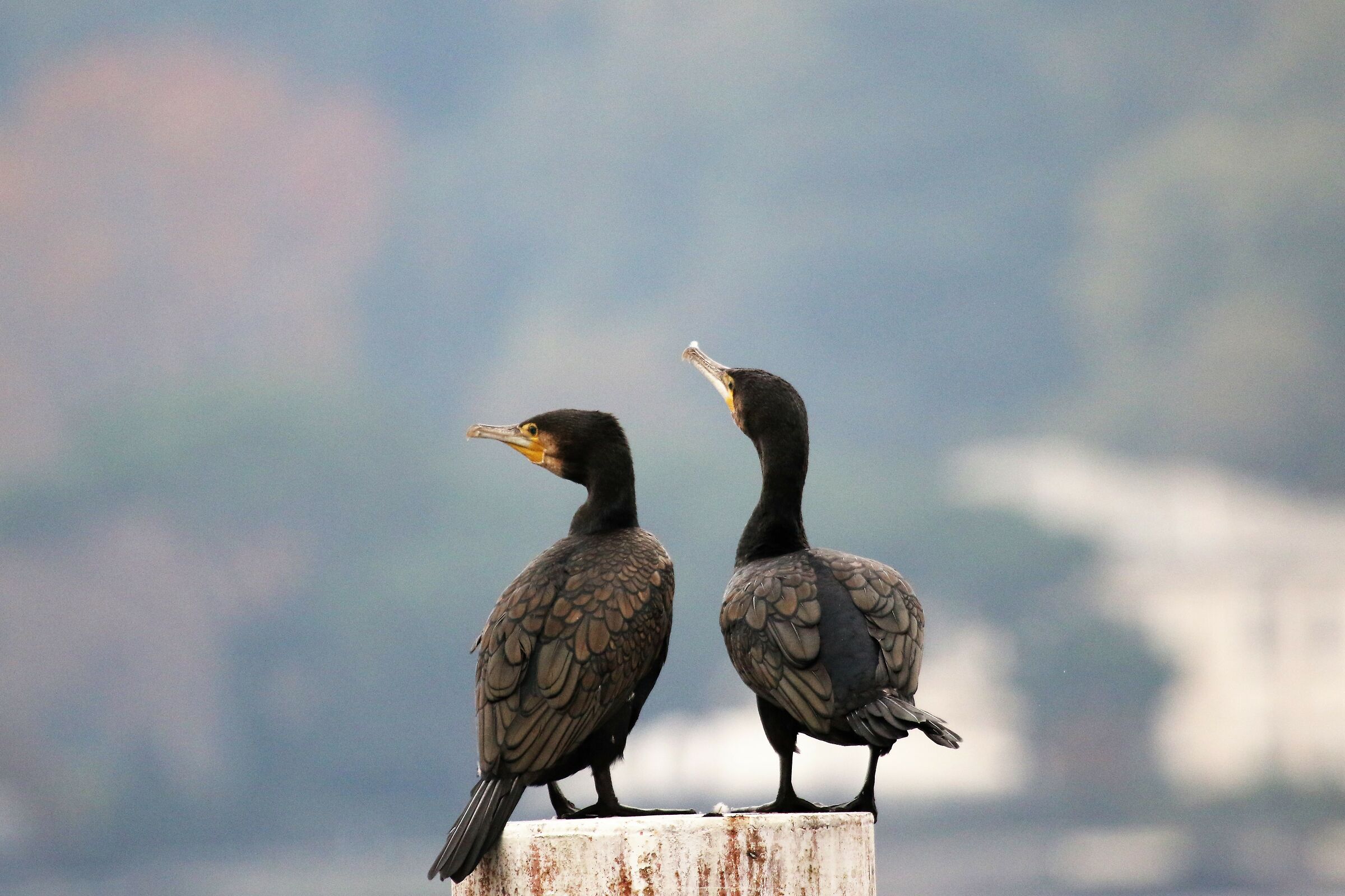 pair of cormorants