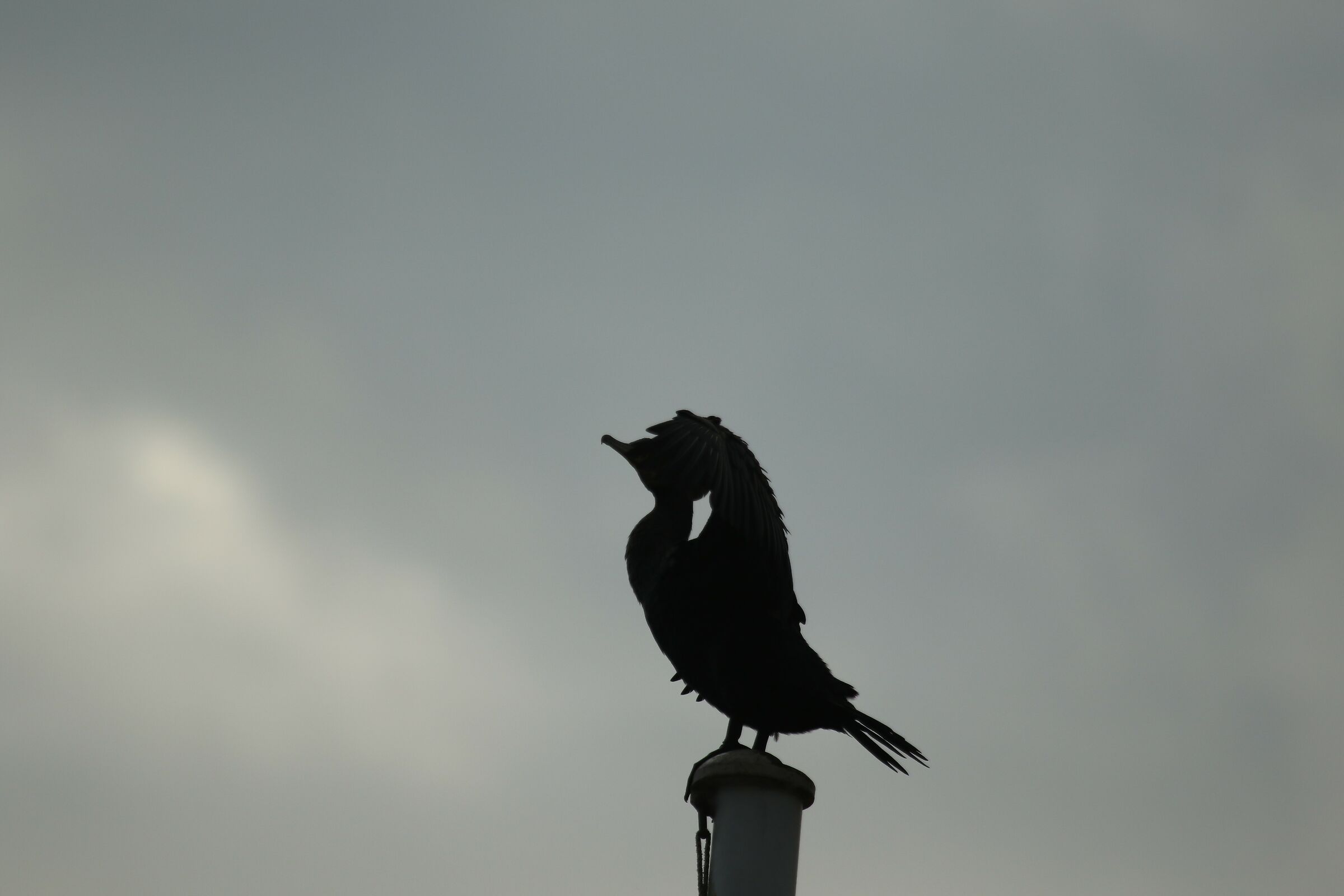 cormorant in the cloudy sky