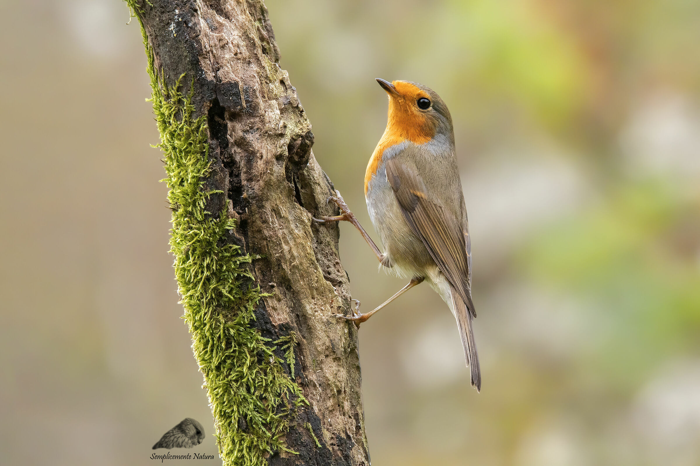 Robin (Erithacus rubecula)