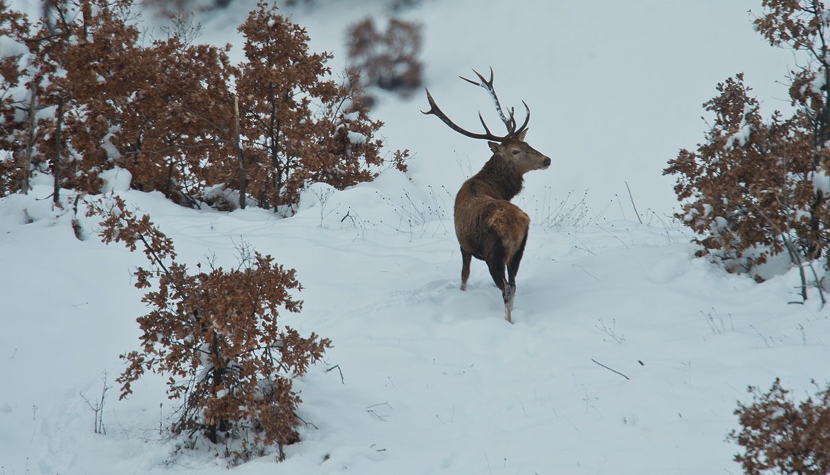 deer in the snow