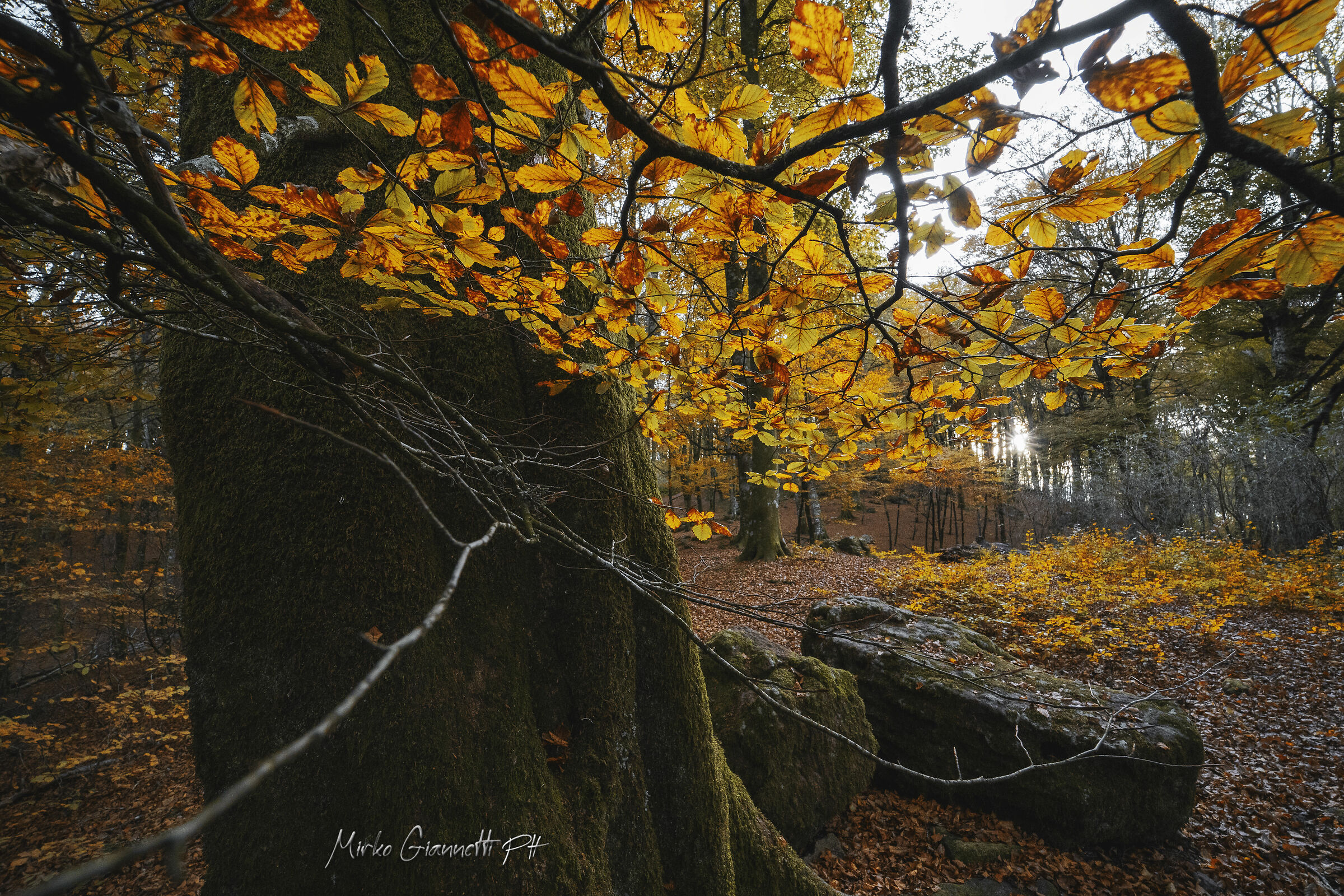 Foliage San Cimino