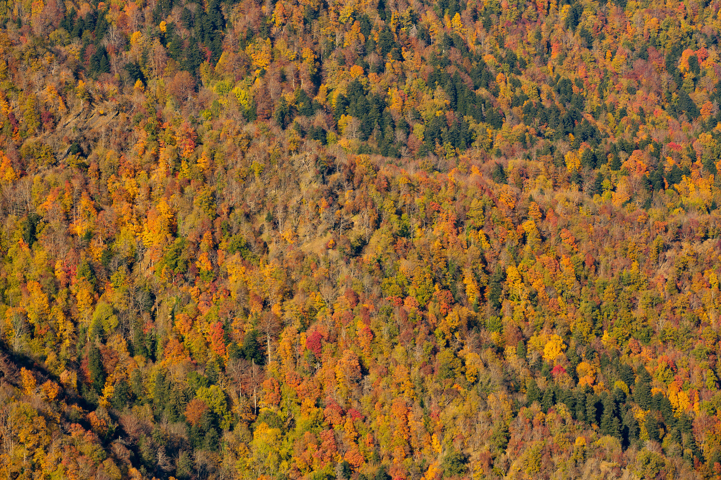 Badia Prataglia in autunno