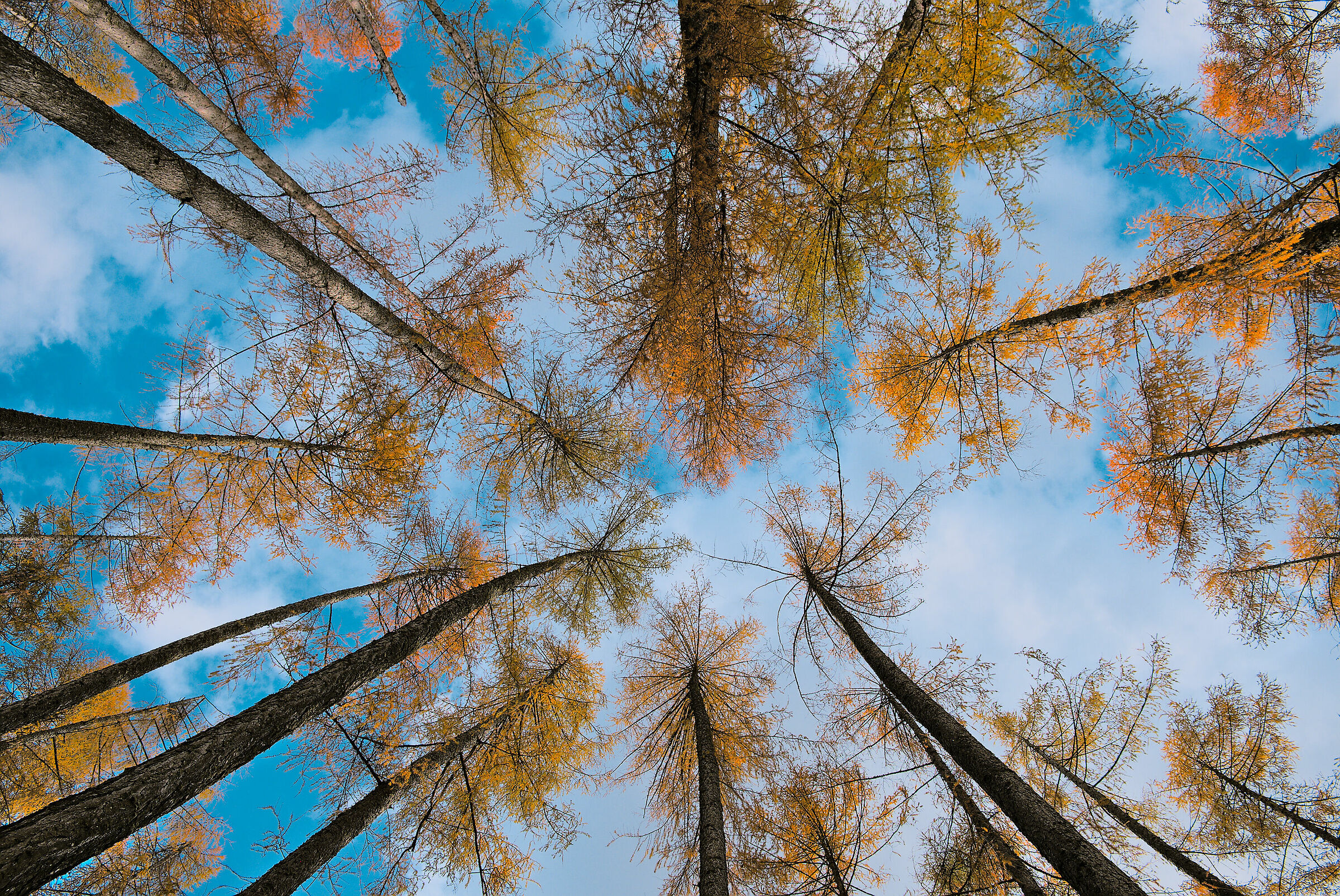 larches forest in Riscone (the Kneipp route, Waldele)