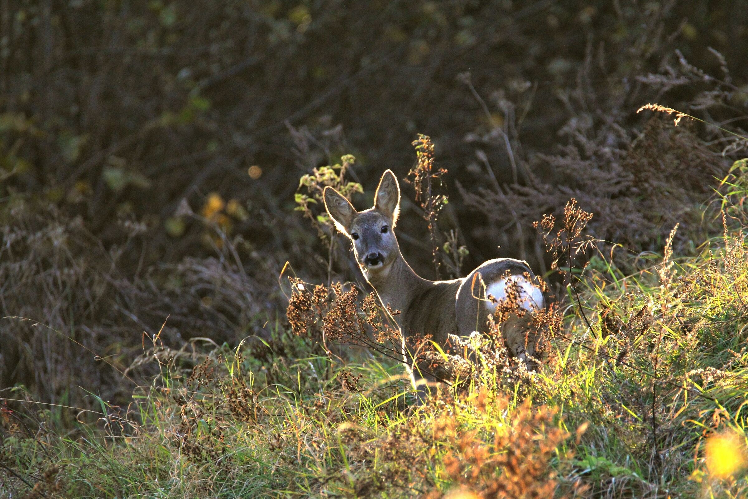 capriolo autunnale