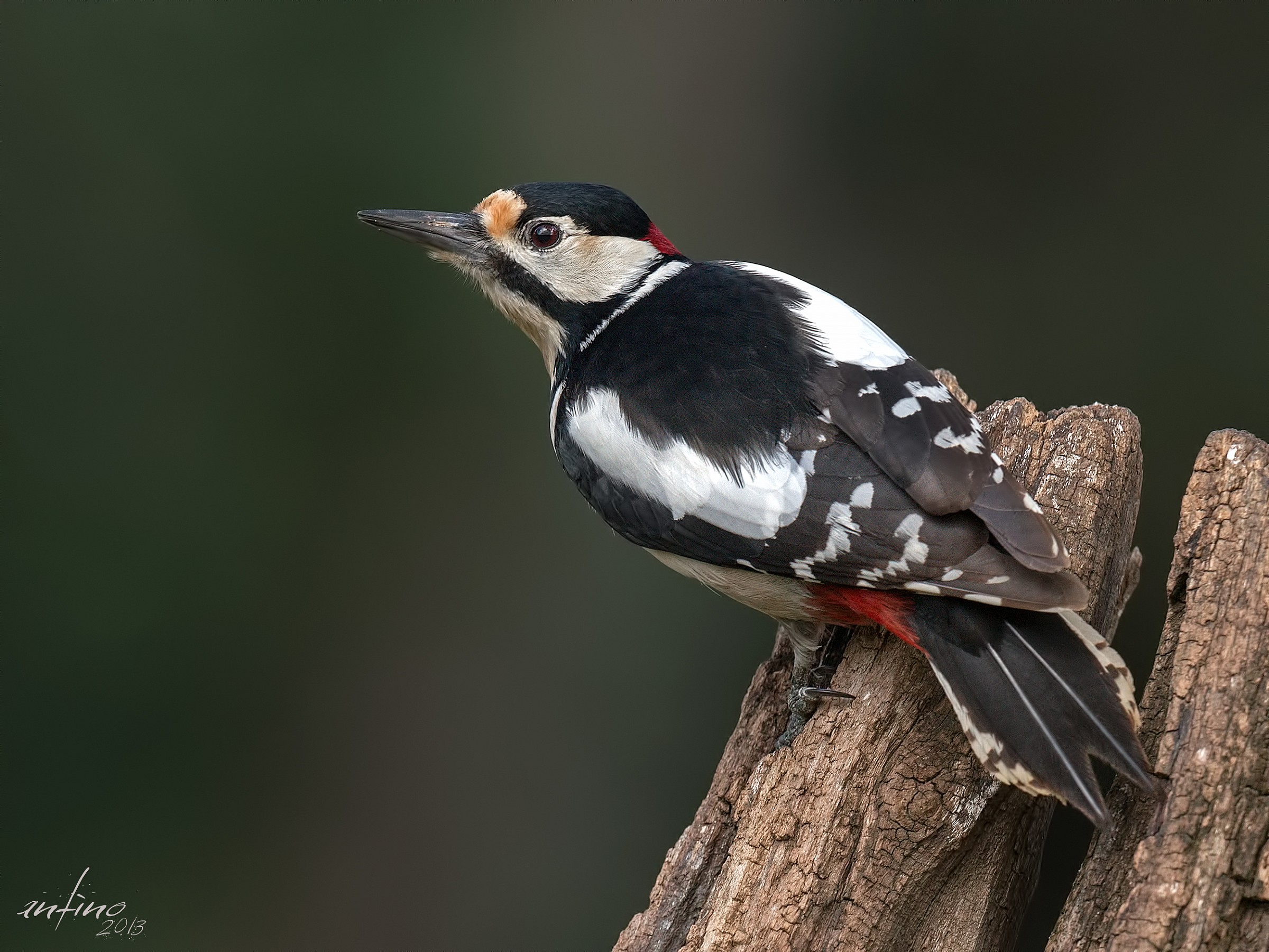 Picchio rosso maggiore maschio