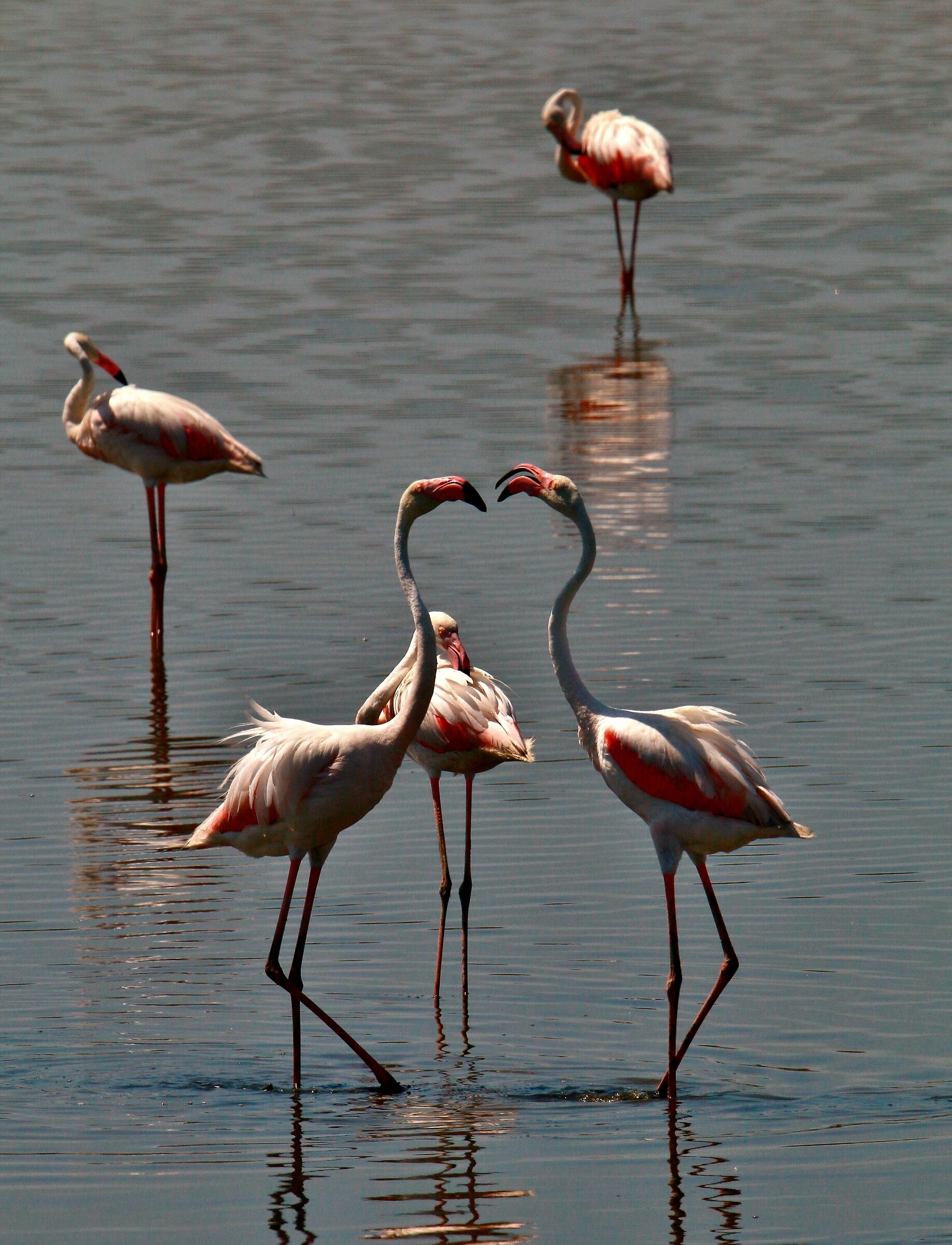Battibecchi al calar della sera