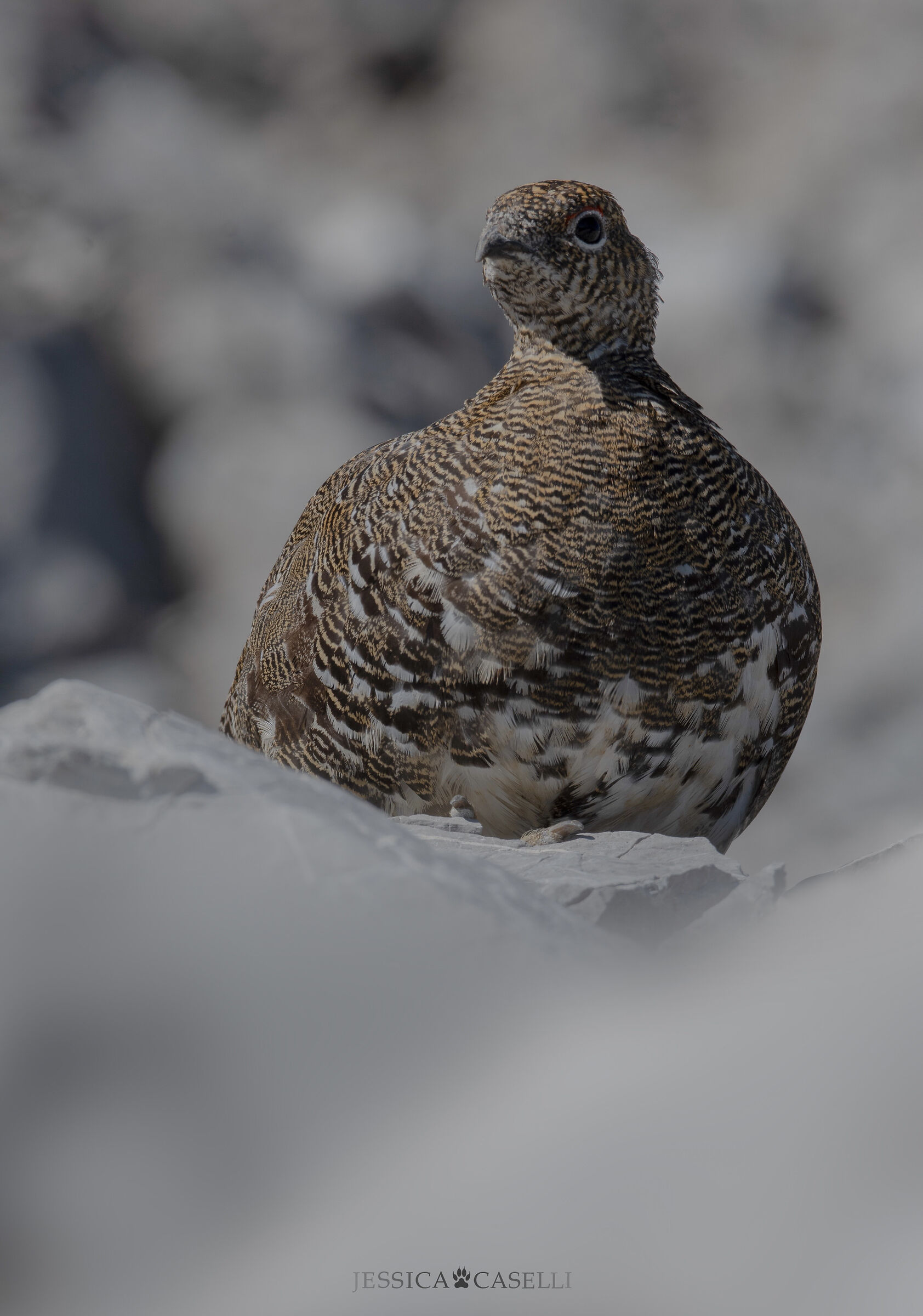 "Queen of the rocks"